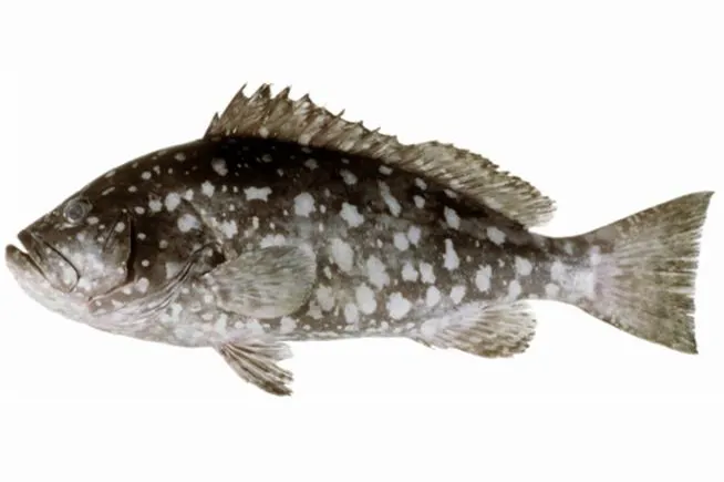 White-blotched grouper