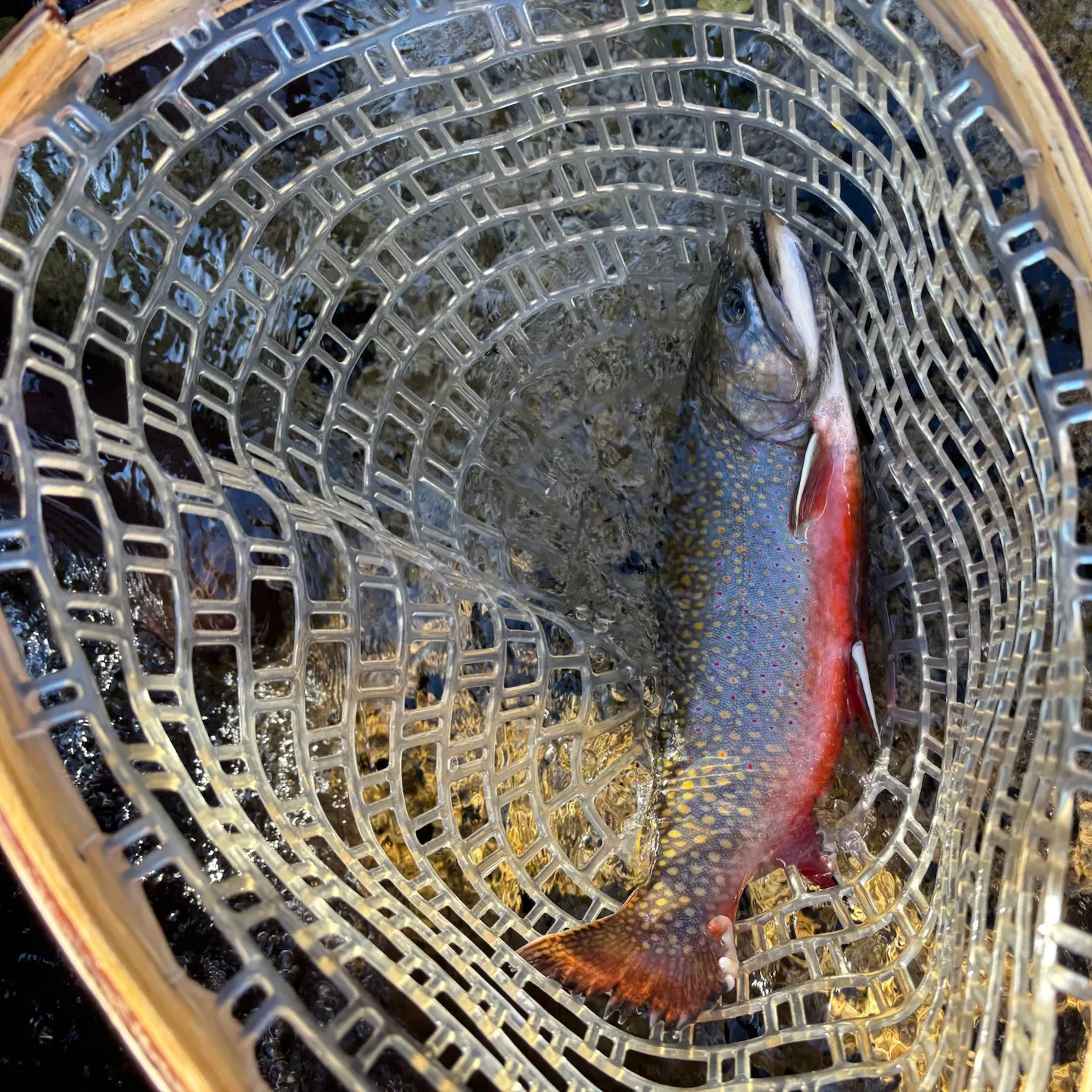 Brook trout caught on Fishbrain