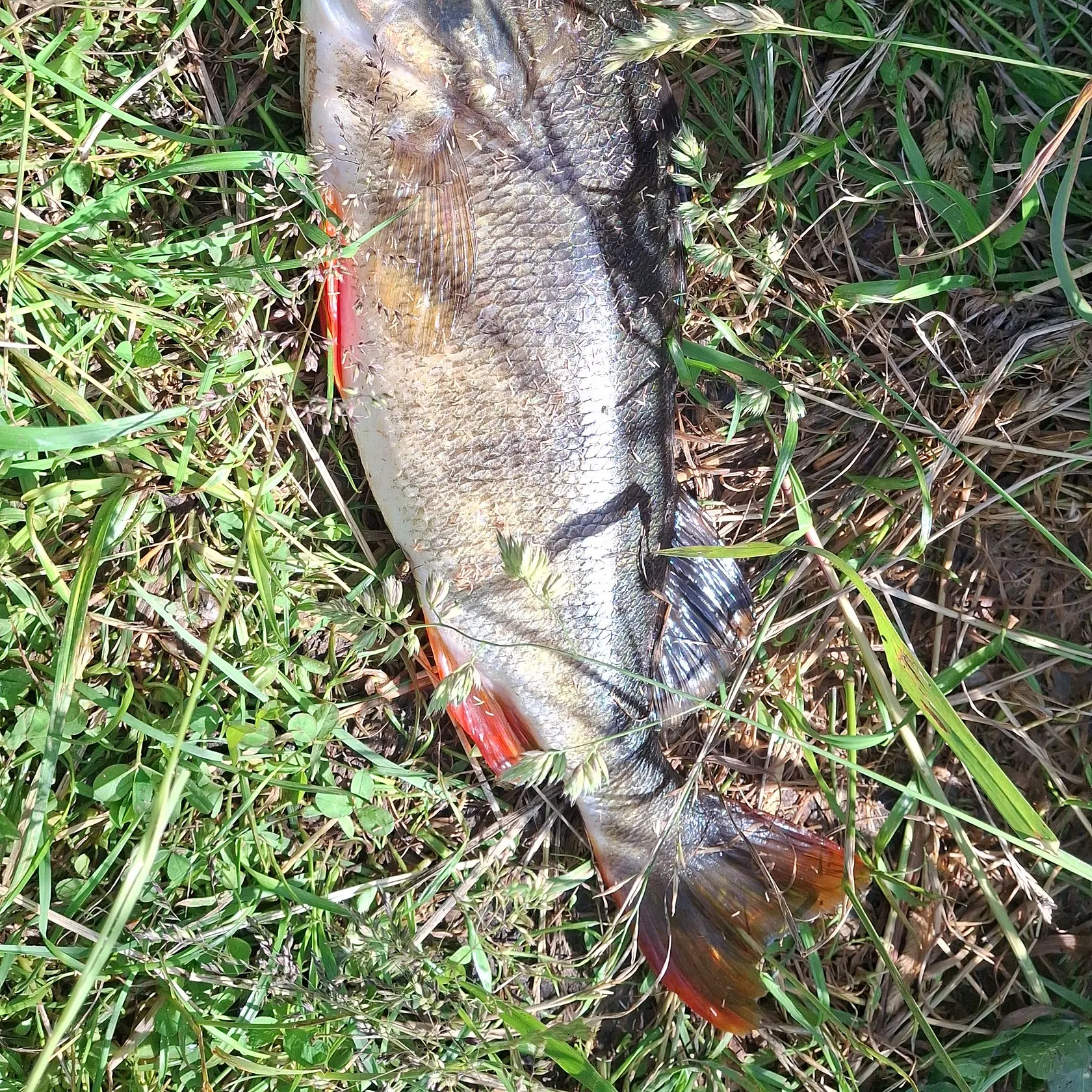 European perch caught on Fishbrain