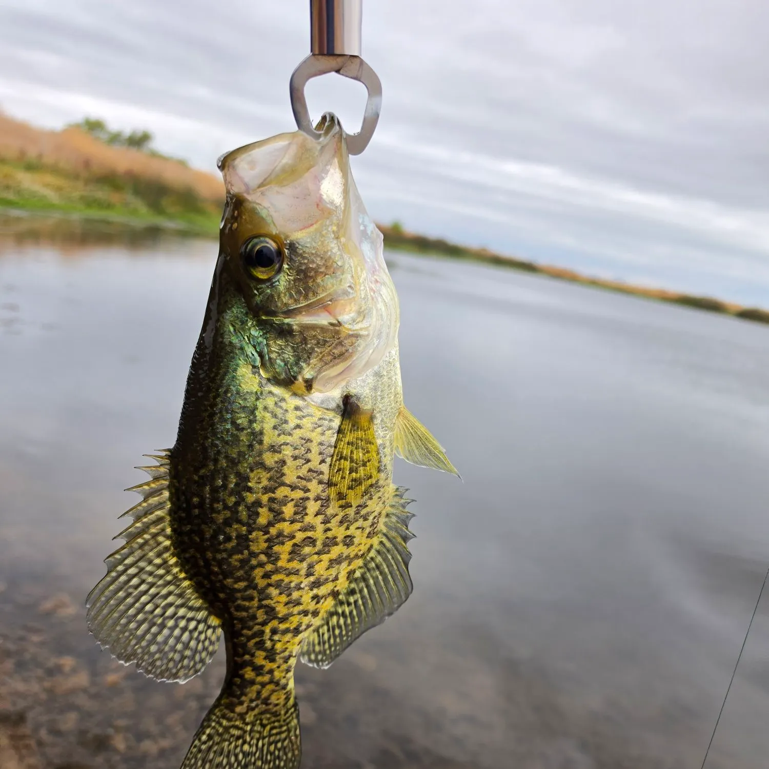 Black crappie caught on Fishbrain