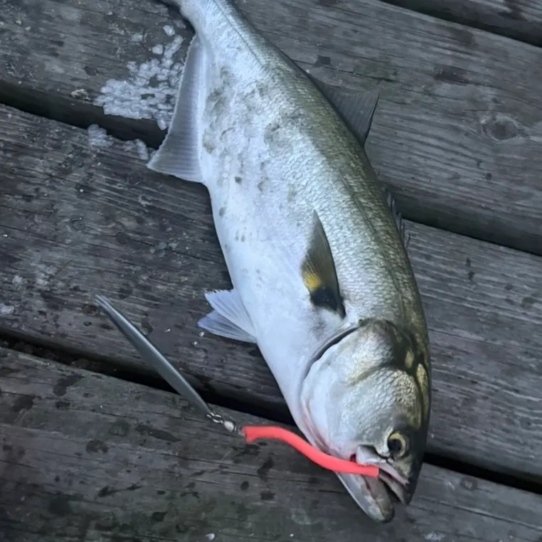 Bluefish caught on Fishbrain