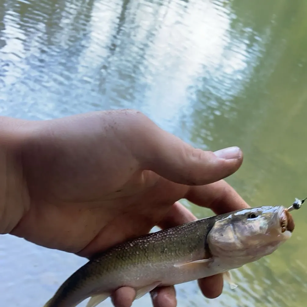 Creek chub caught on Fishbrain