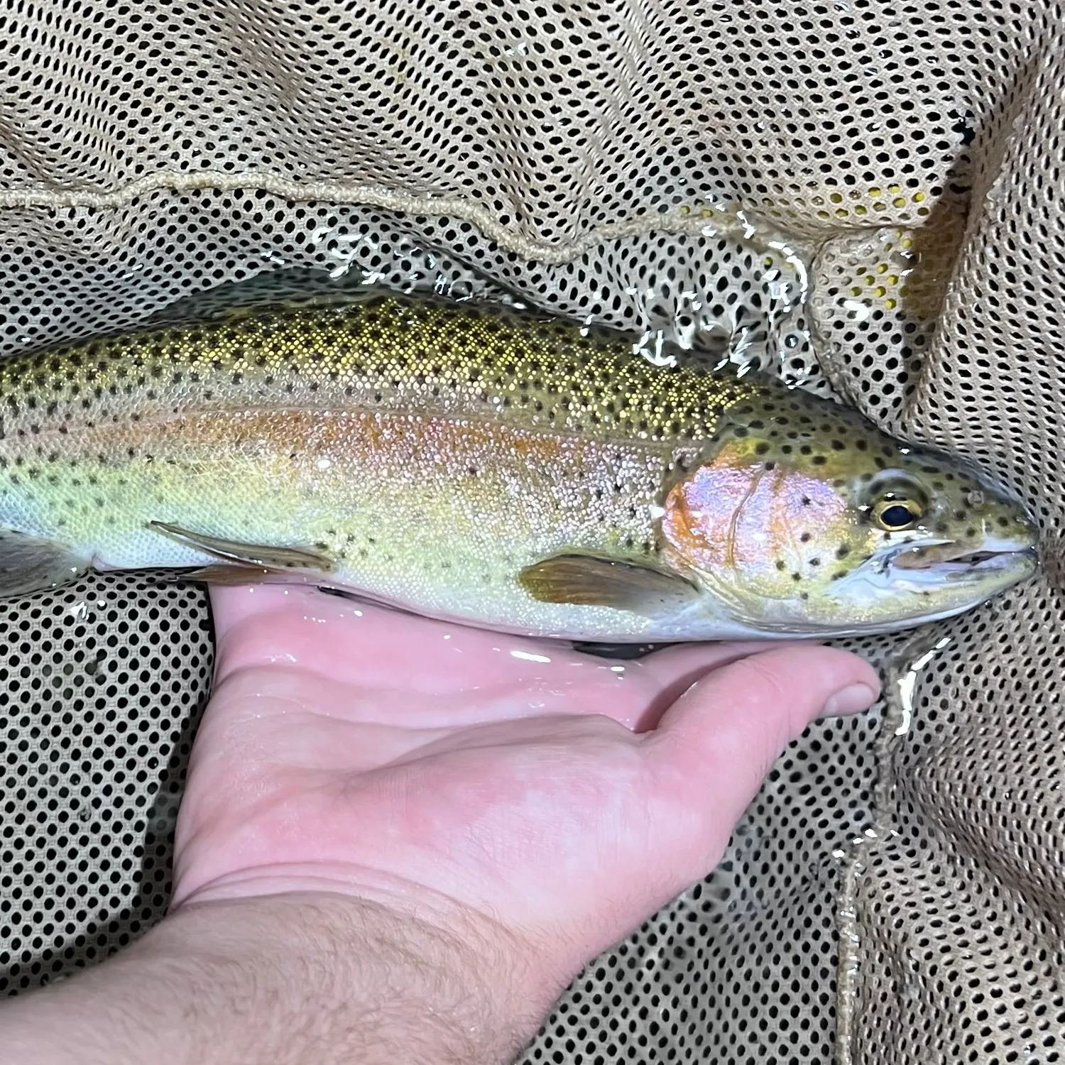 Rainbow trout caught on Fishbrain