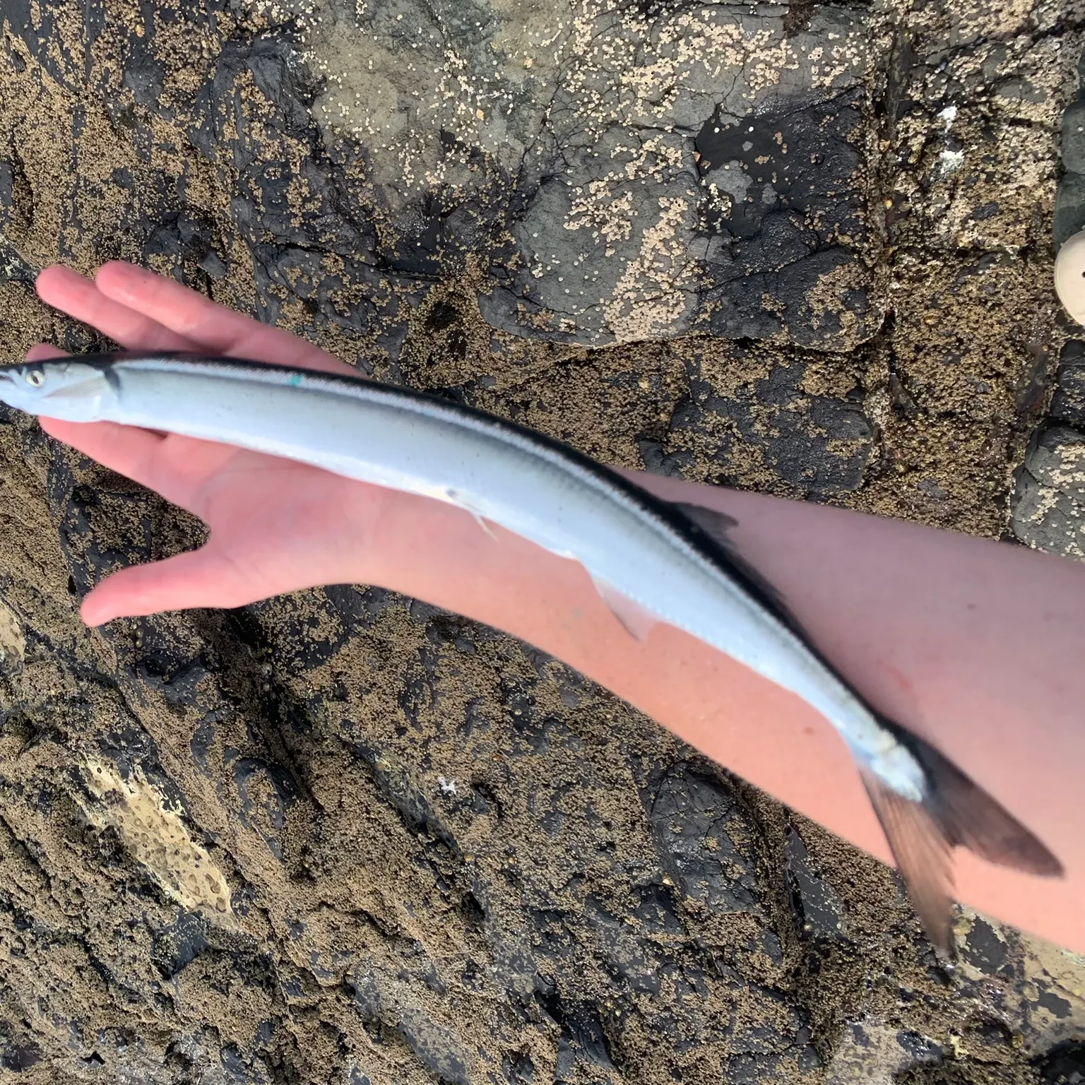 The most recent European garfish catches on Fishbrain