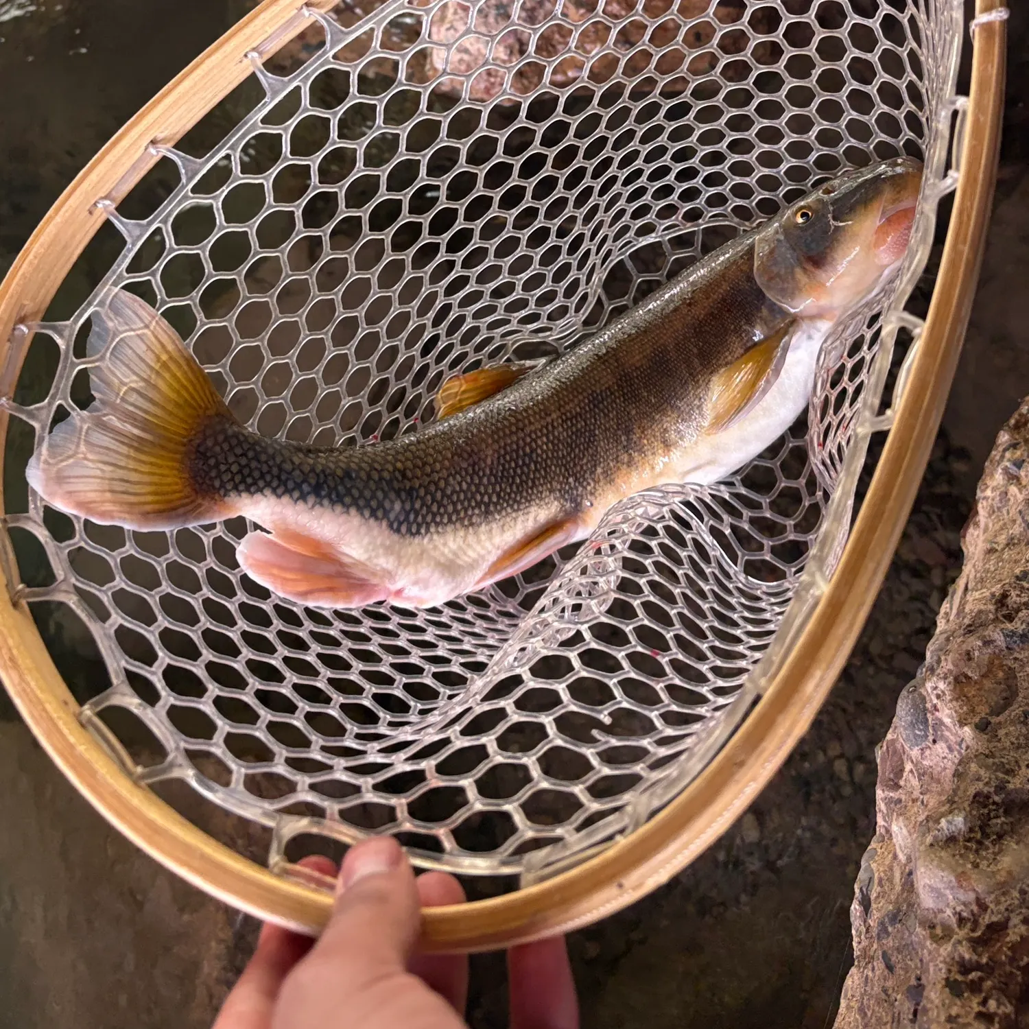 The most recent Bluehead sucker catches on Fishbrain