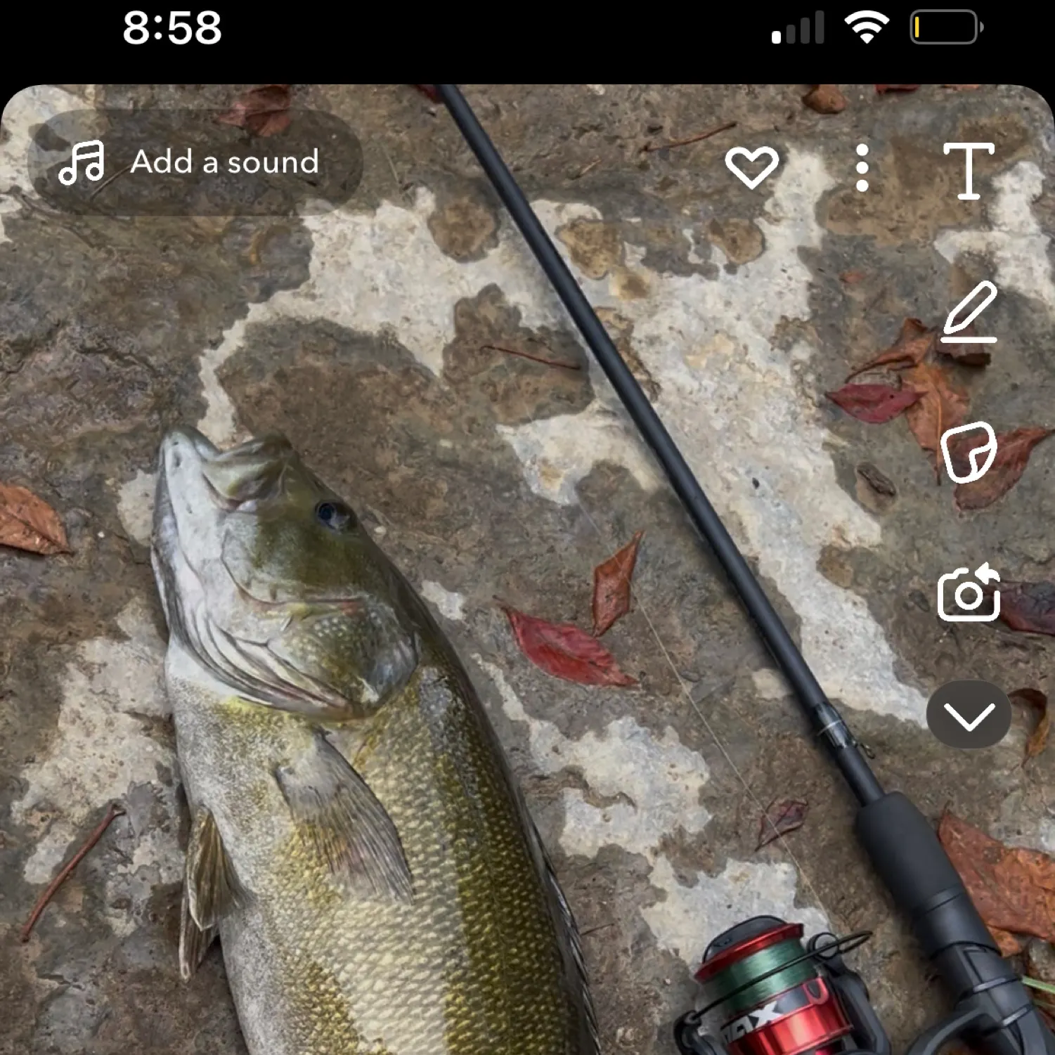 recently logged catches