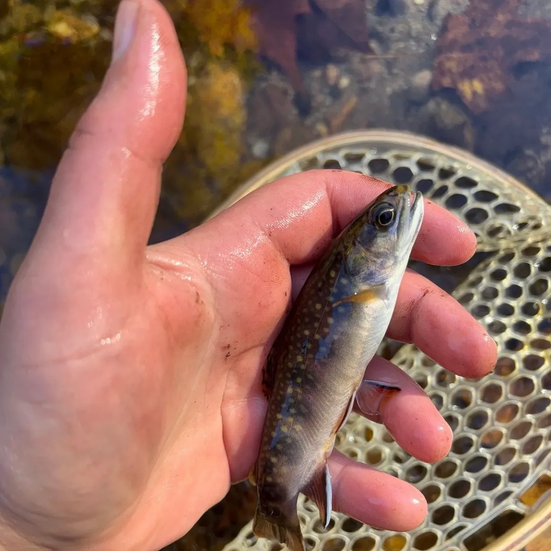Brook trout caught on Fishbrain