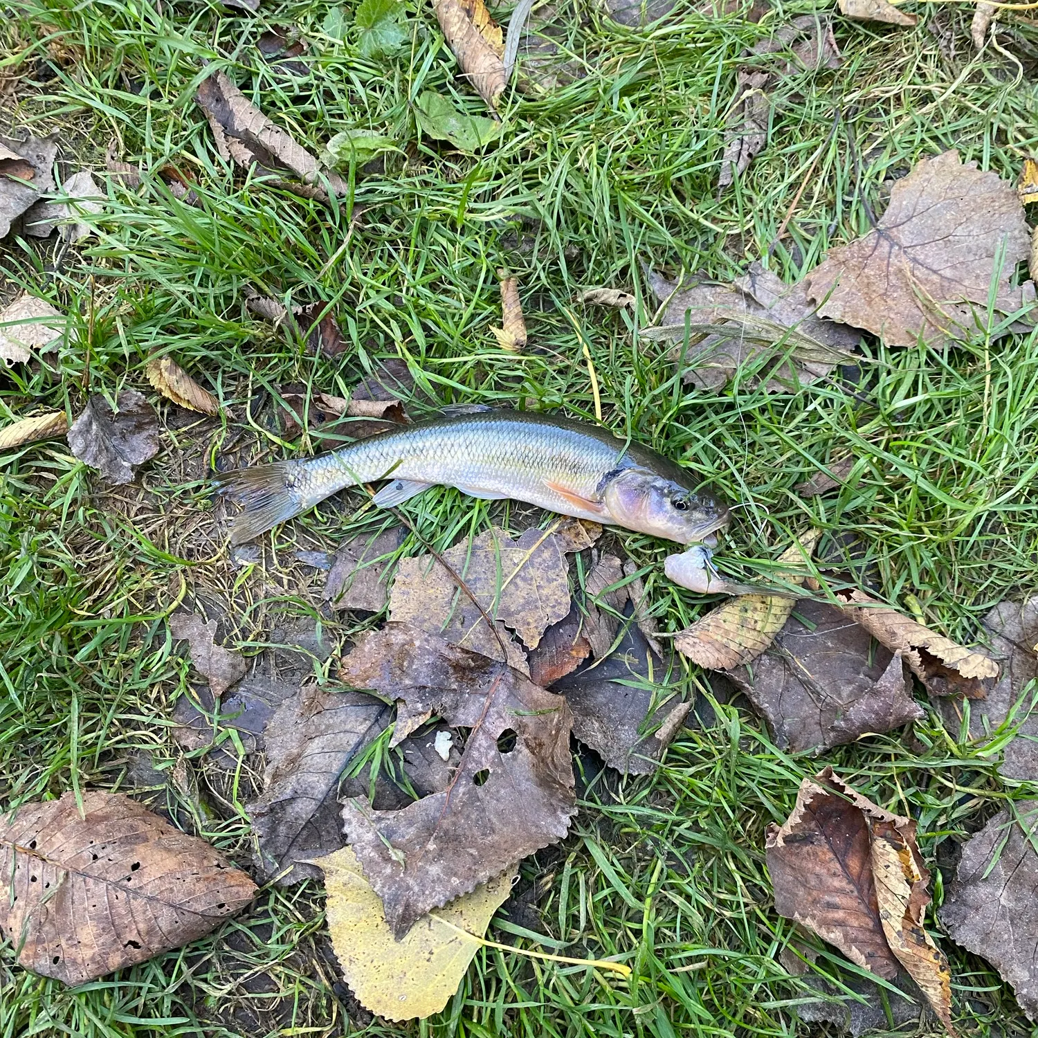 Creek chub caught on Fishbrain