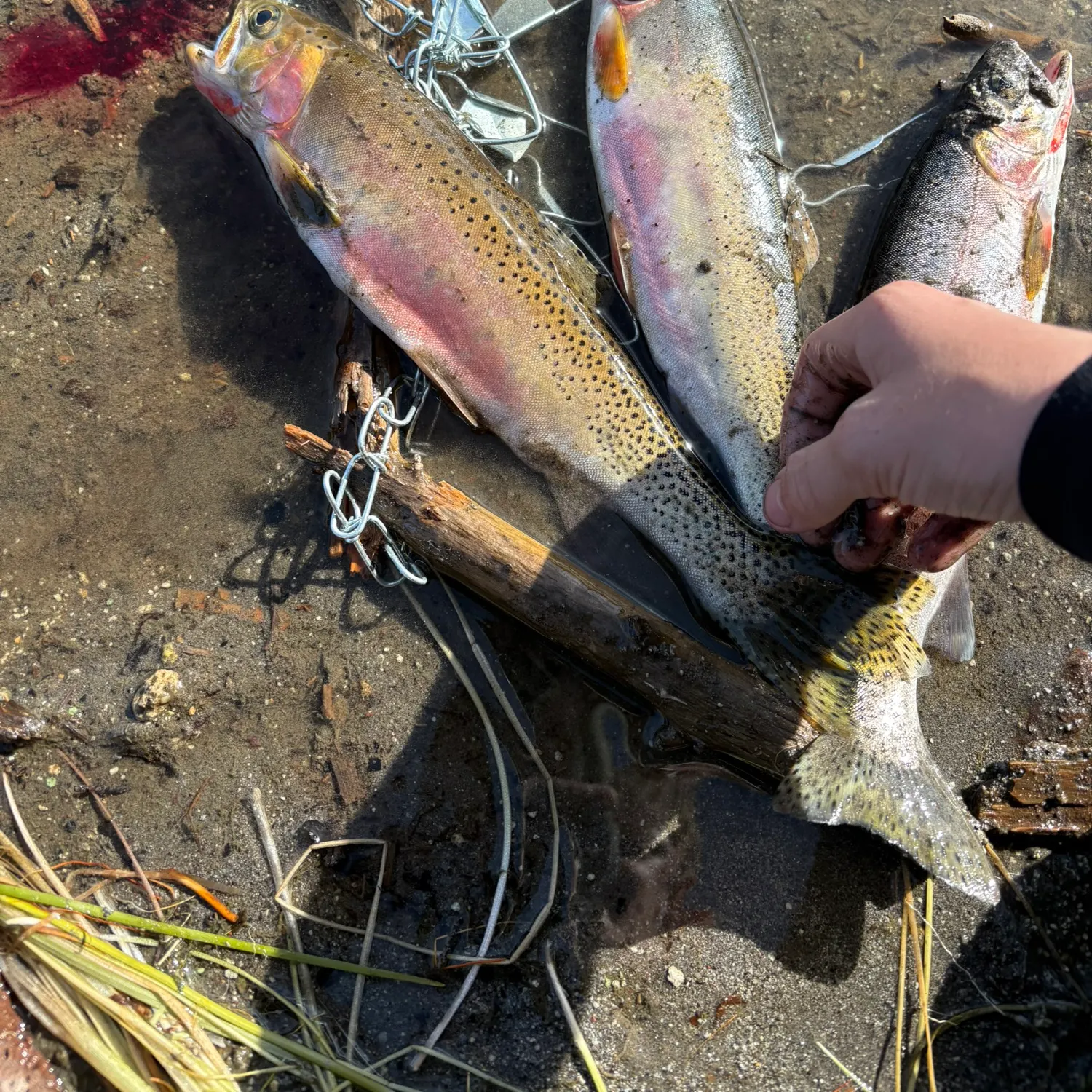 Cutthroat trout caught on Fishbrain