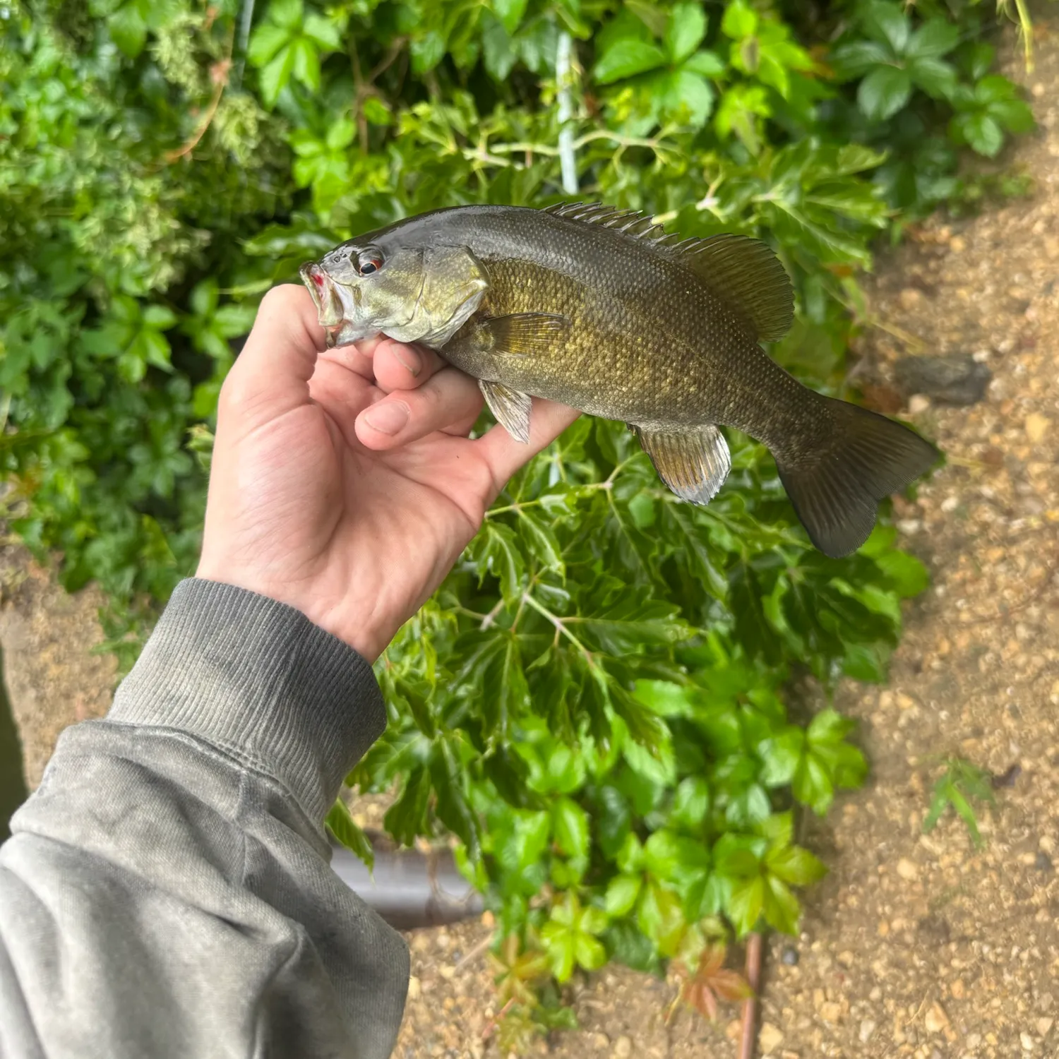 Smallmouth bass caught on Fishbrain