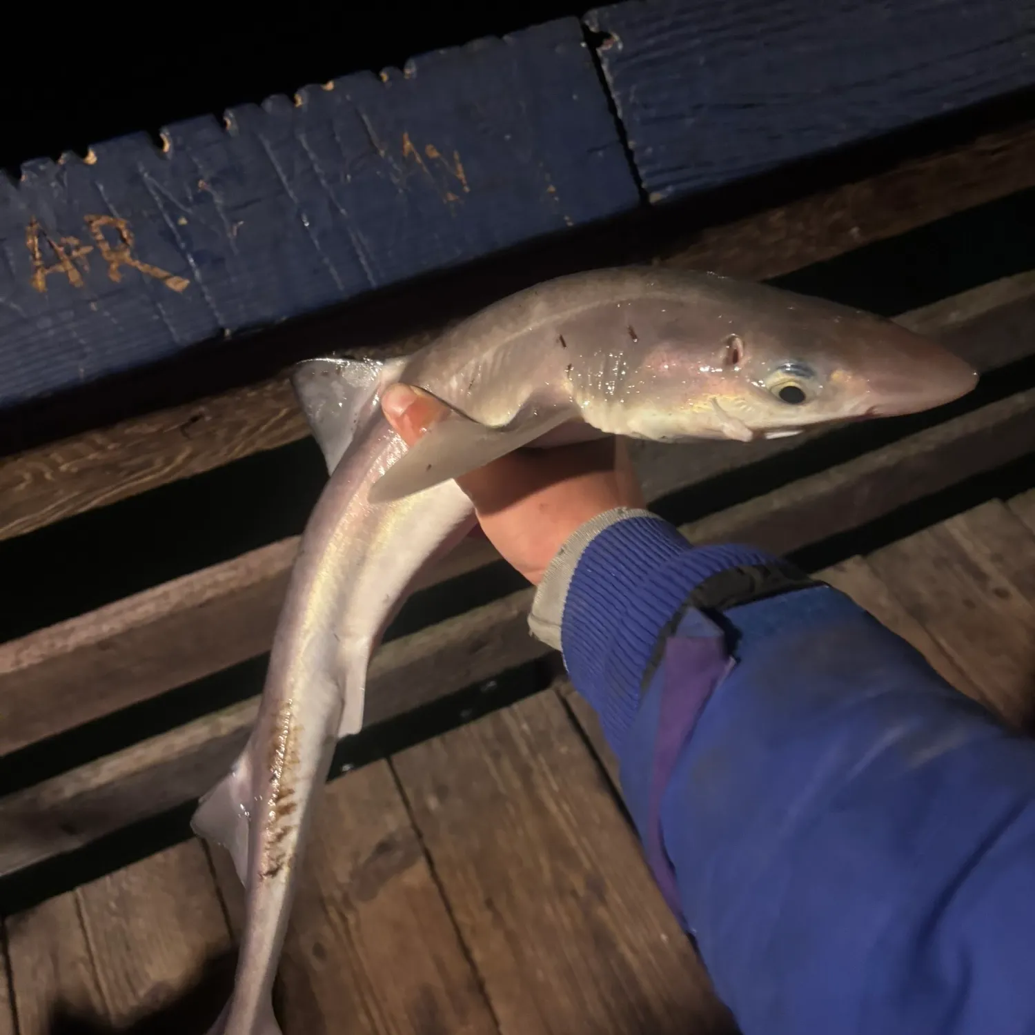 The most recent Pacific spiny dogfish catches on Fishbrain