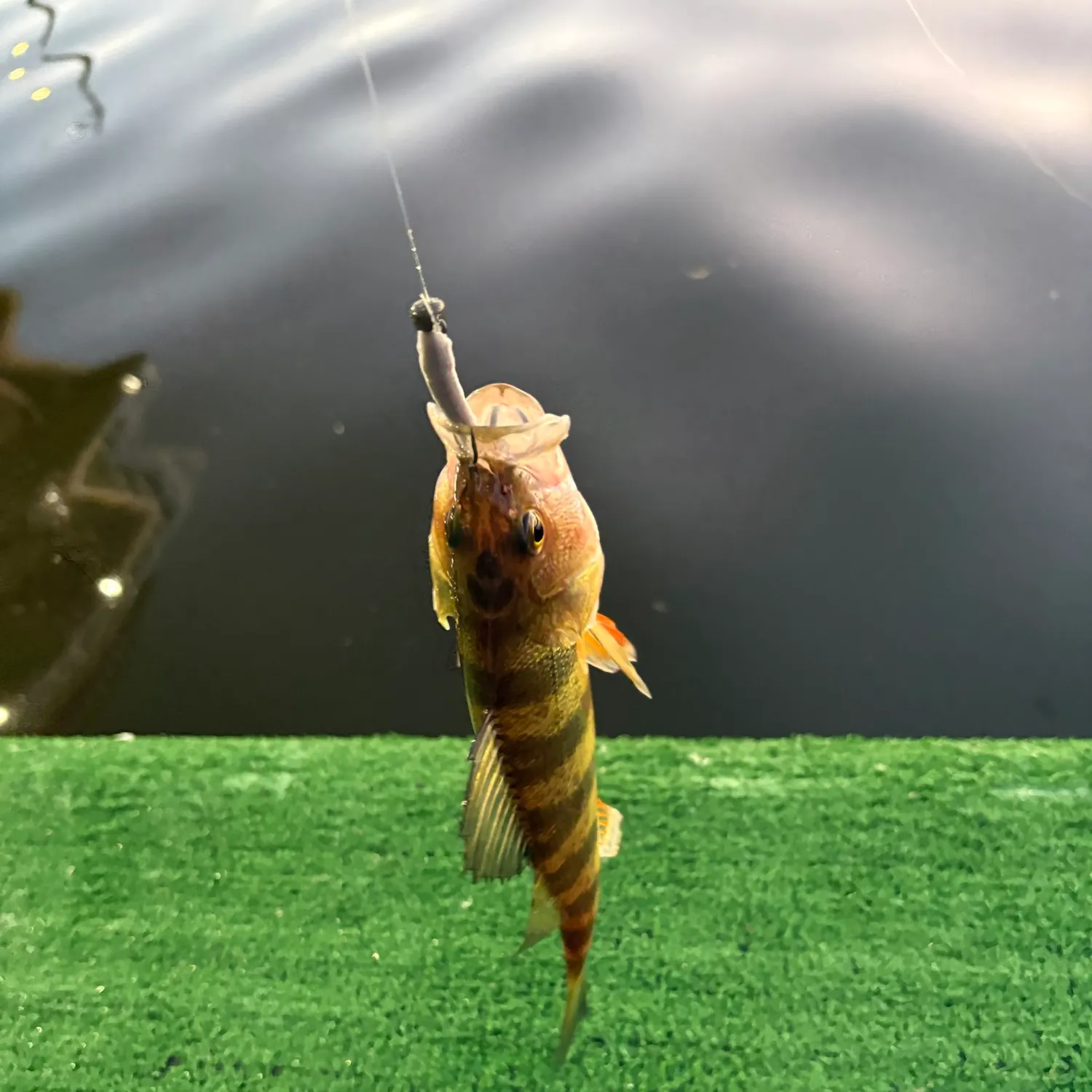 Yellow perch caught on Fishbrain