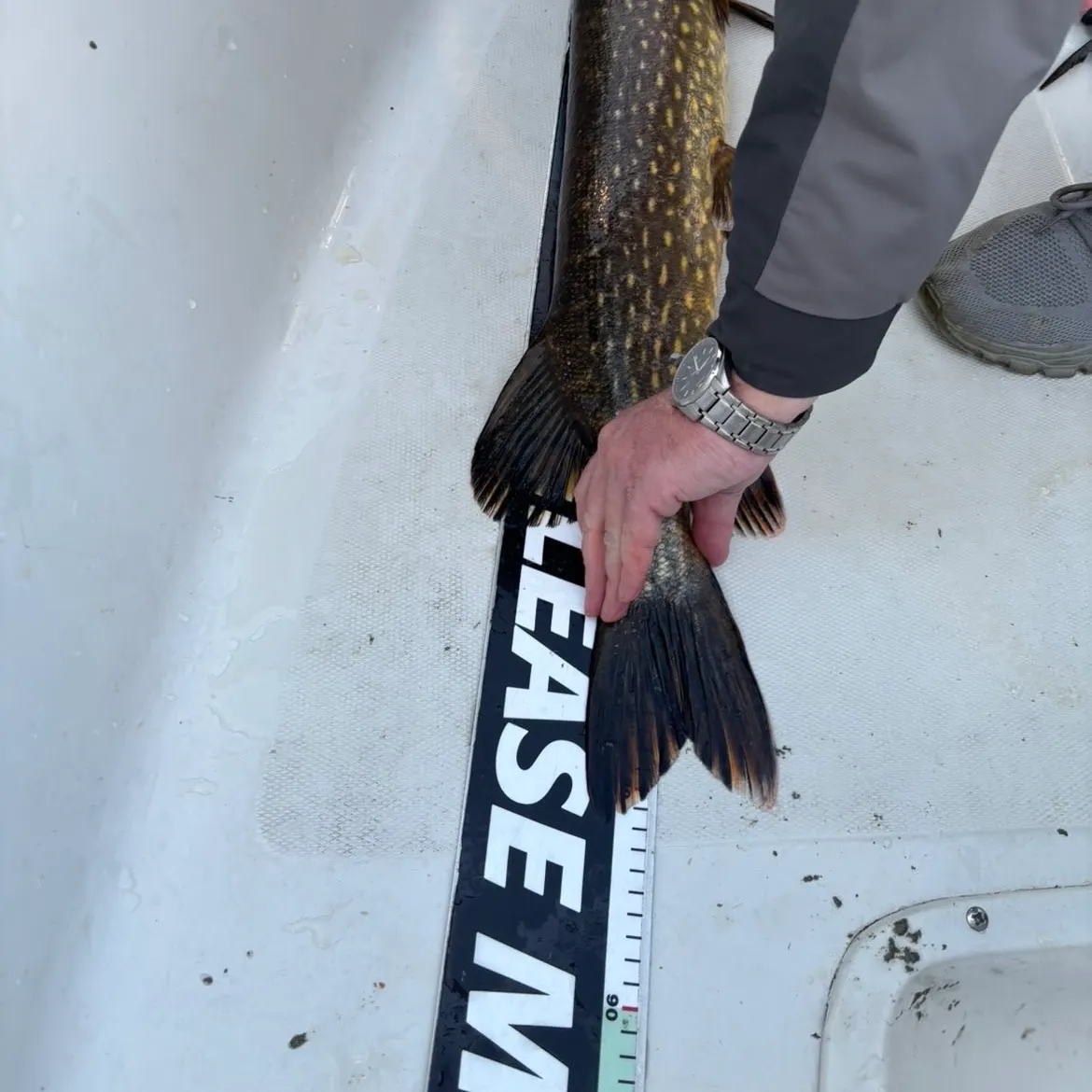 Northern pike caught on Fishbrain
