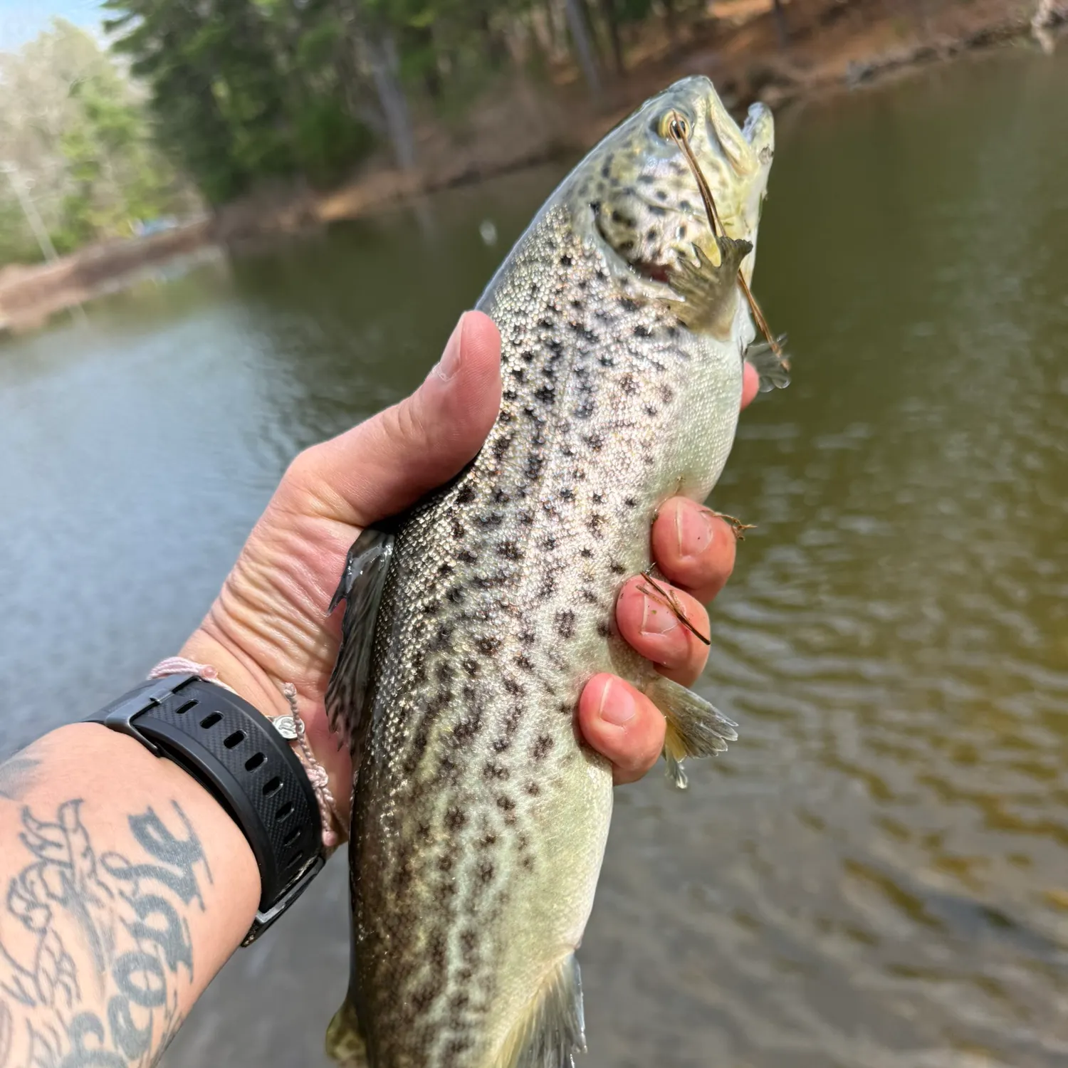 The most recent Sea trout catches on Fishbrain