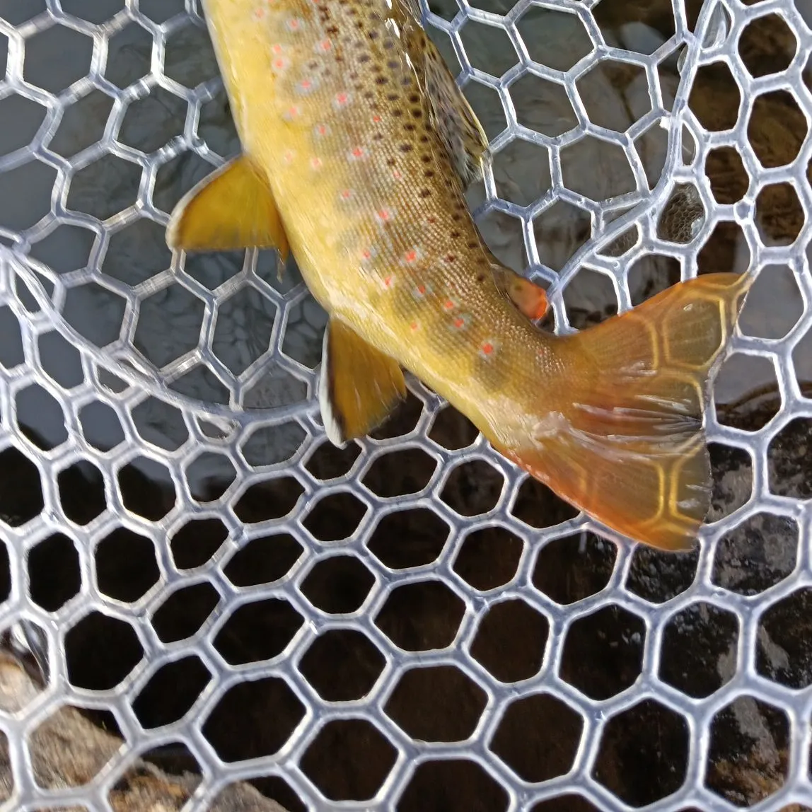 Brown trout caught on Fishbrain