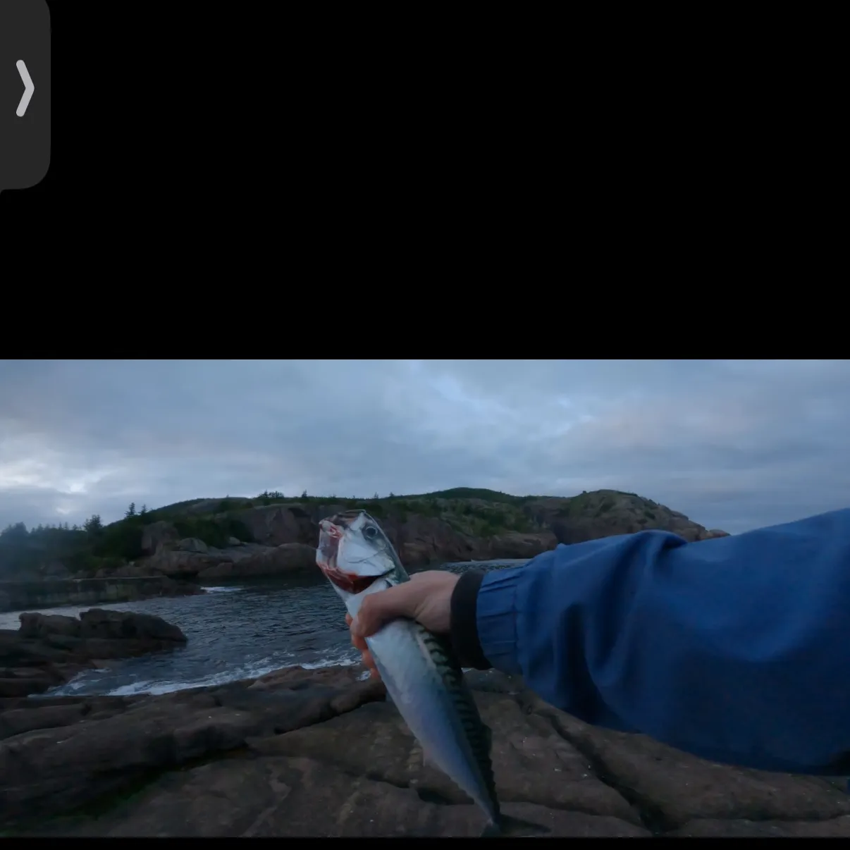 Atlantic mackerel caught on Fishbrain