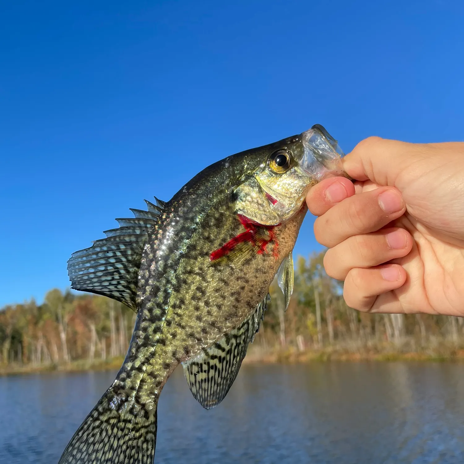 Black crappie caught on Fishbrain