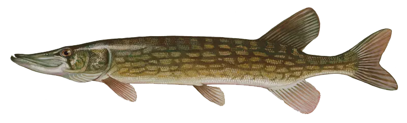 Chain pickerel