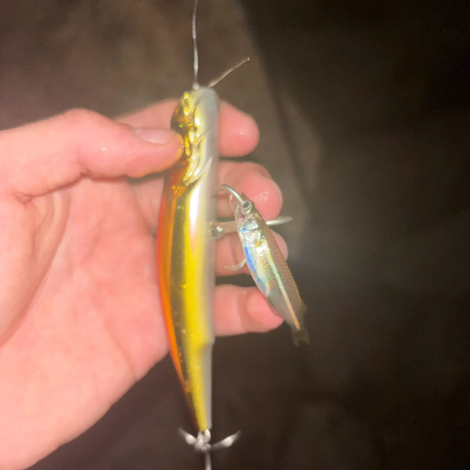 Atlantic silverside caught on Fishbrain
