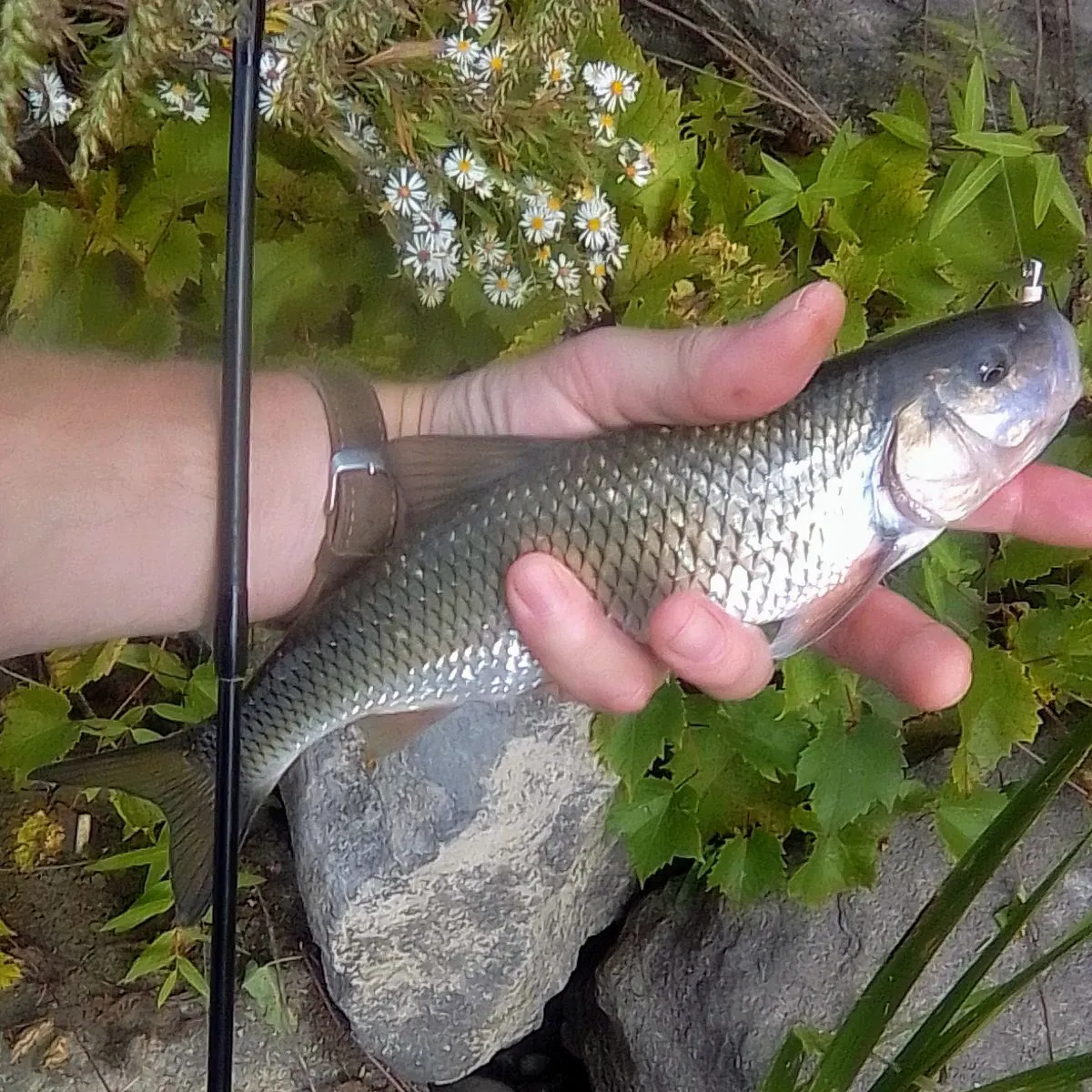 Fallfish caught on Fishbrain