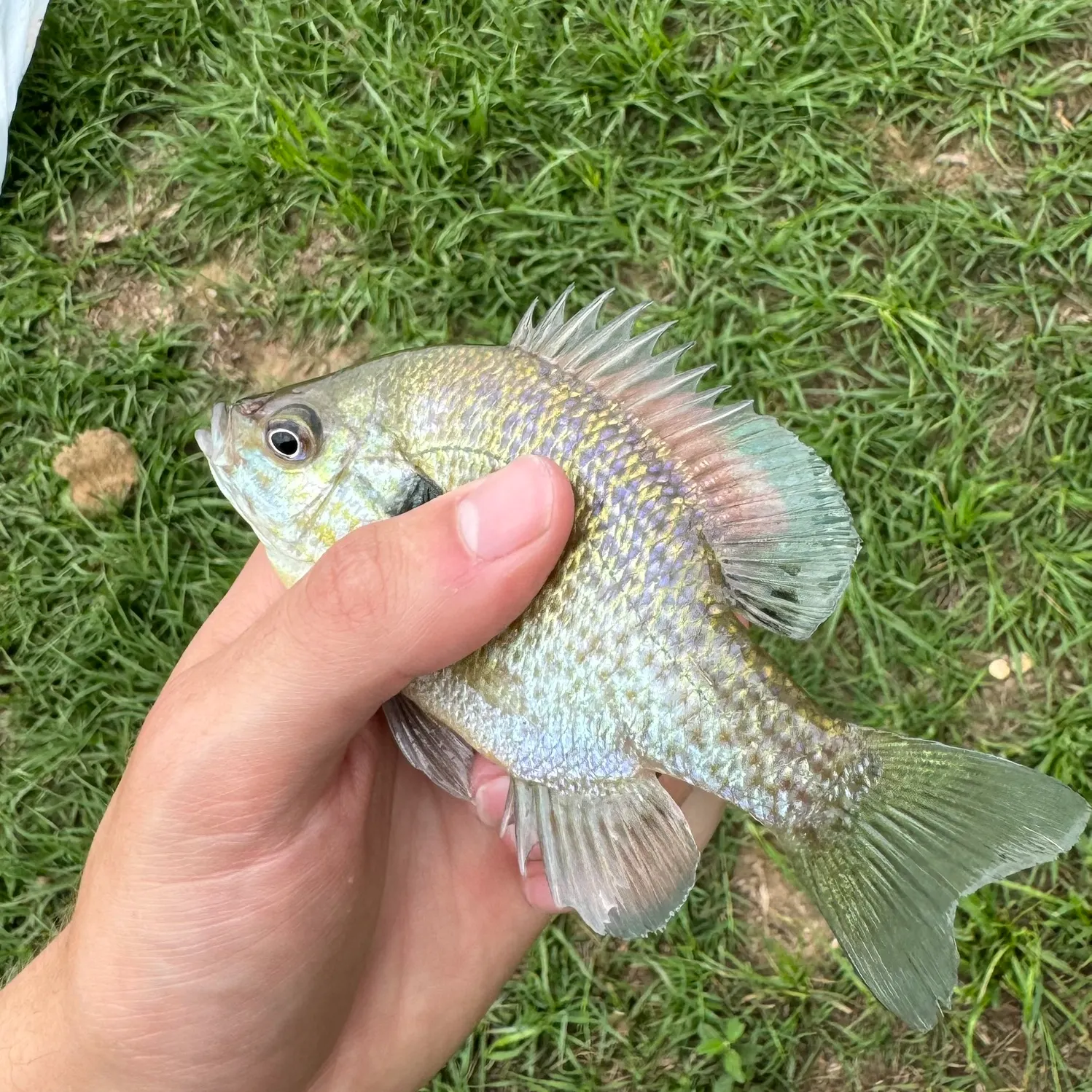 The most recent Redspotted sunfish catches on Fishbrain