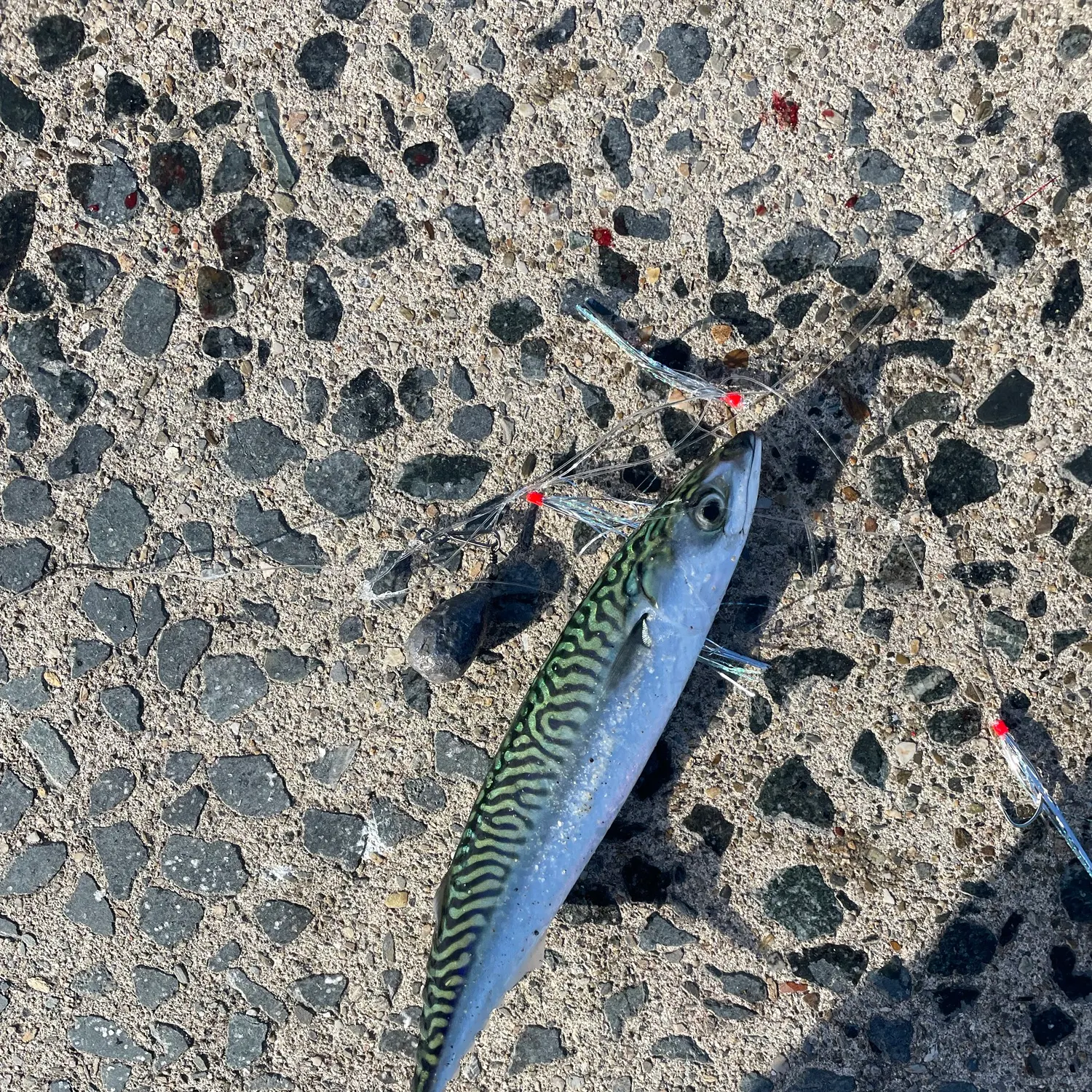 Atlantic mackerel caught on Fishbrain