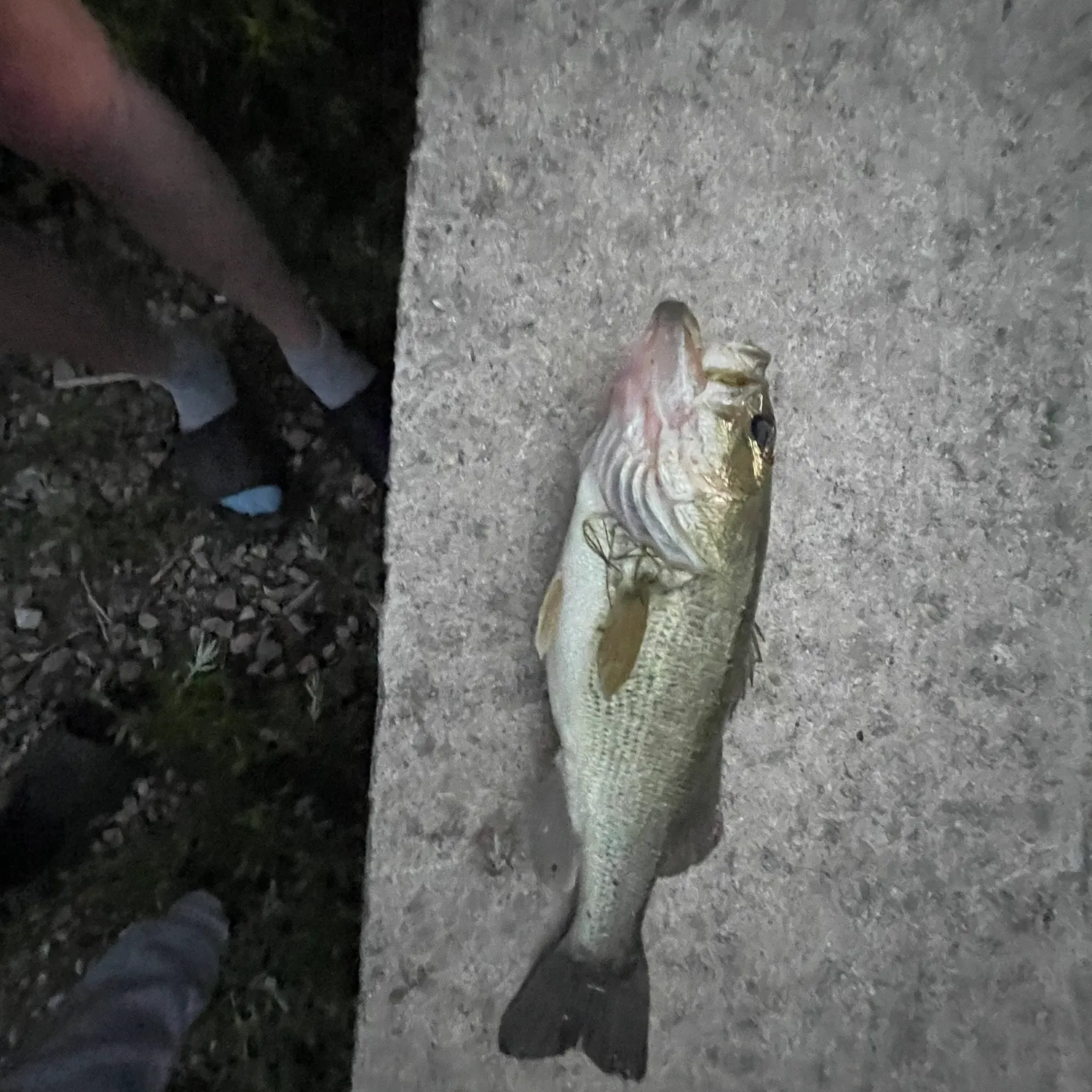 Smallmouth bass caught on Fishbrain