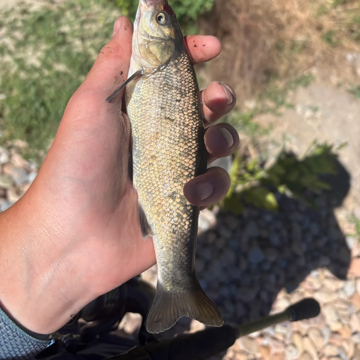 The most recent Utah chub catches on Fishbrain
