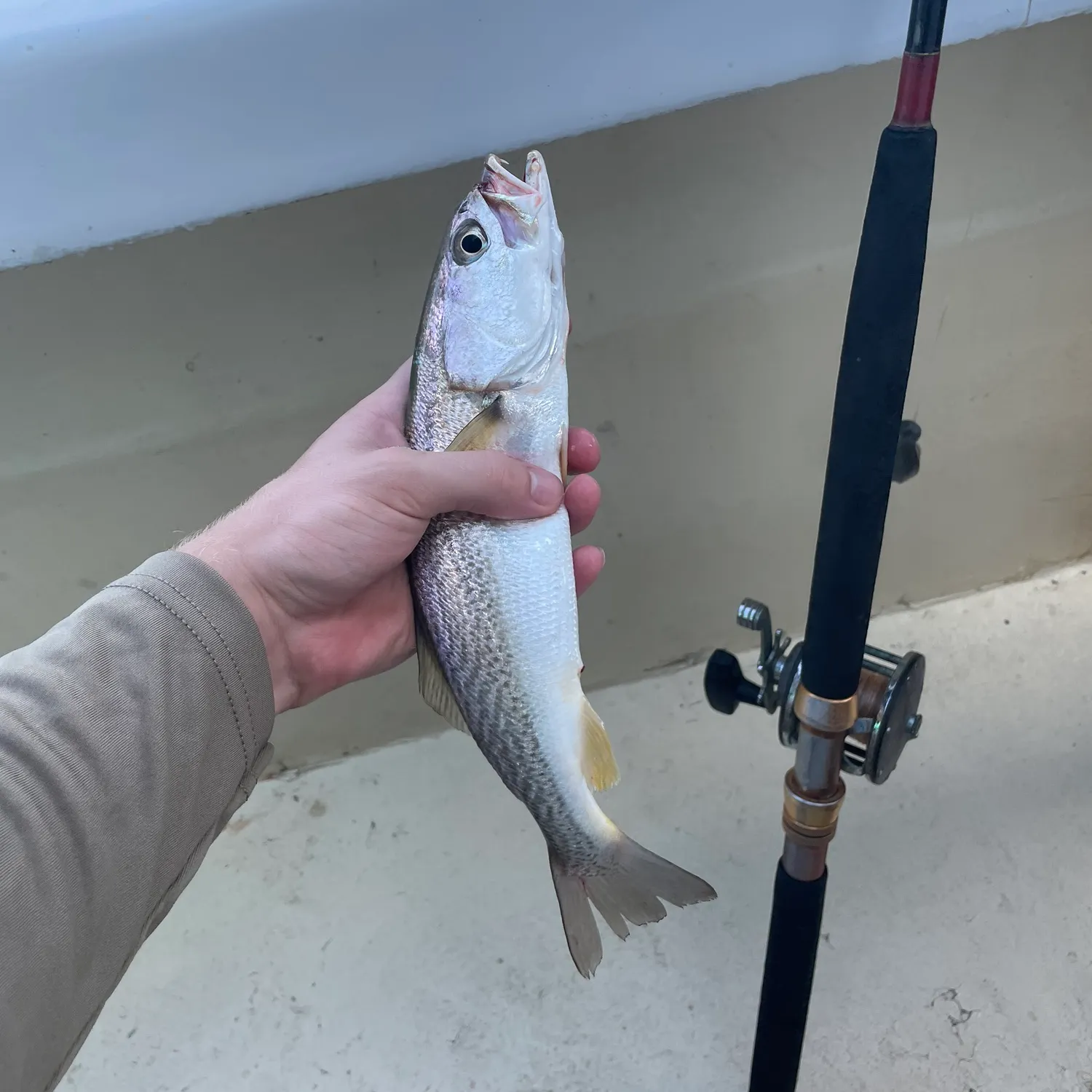 The most recent Gray weakfish catches on Fishbrain