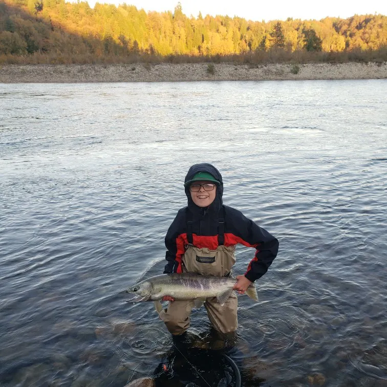 Chum salmon caught on Fishbrain