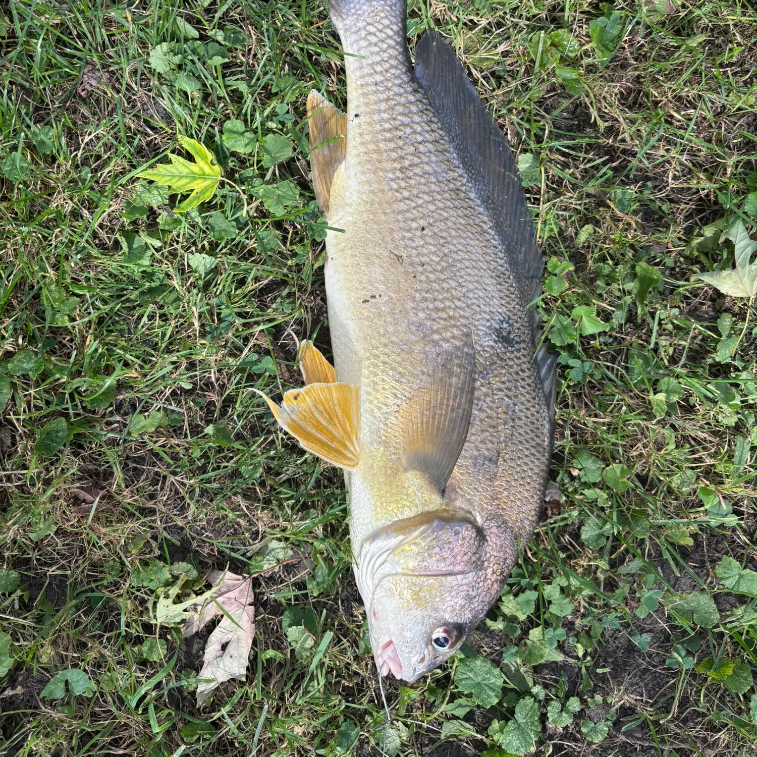 Freshwater drum caught on Fishbrain