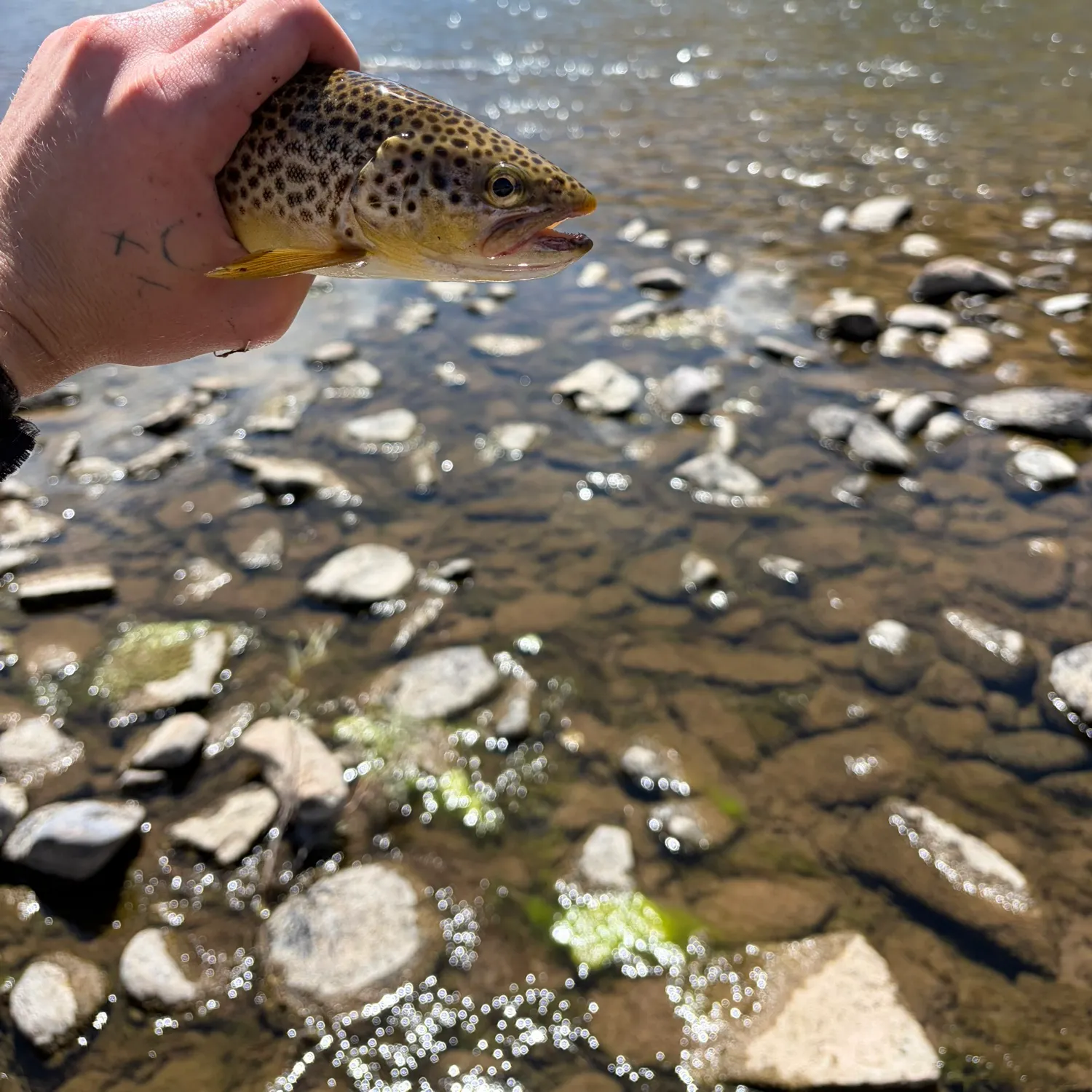 Brown trout caught on Fishbrain