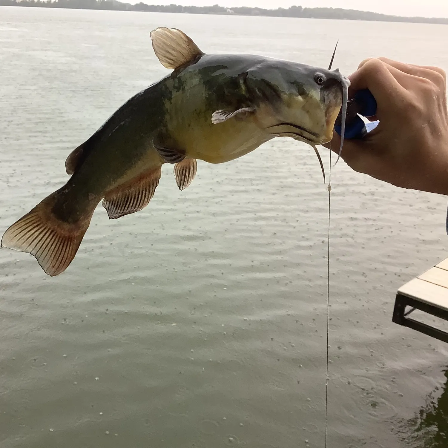 Yellow bullhead caught on Fishbrain