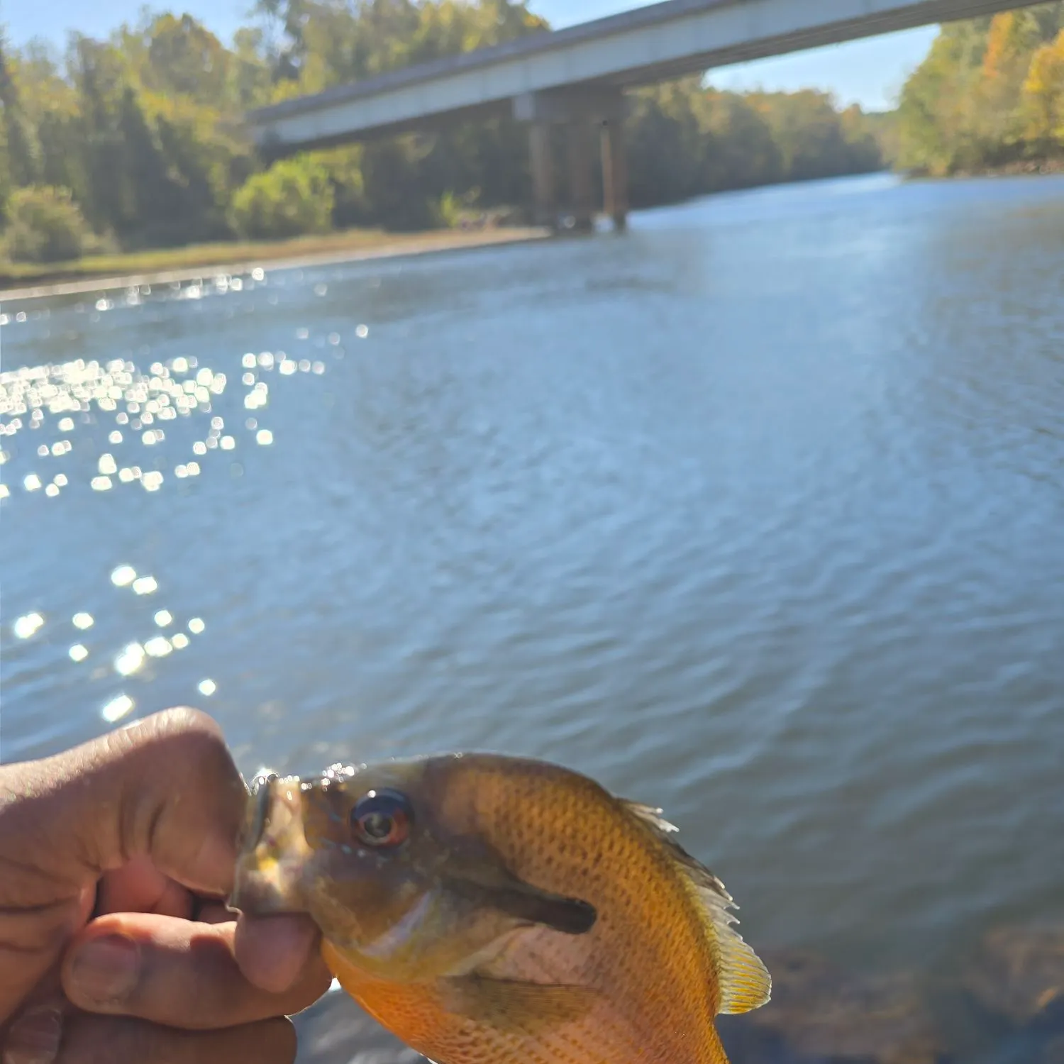 Redbreast sunfish caught on Fishbrain