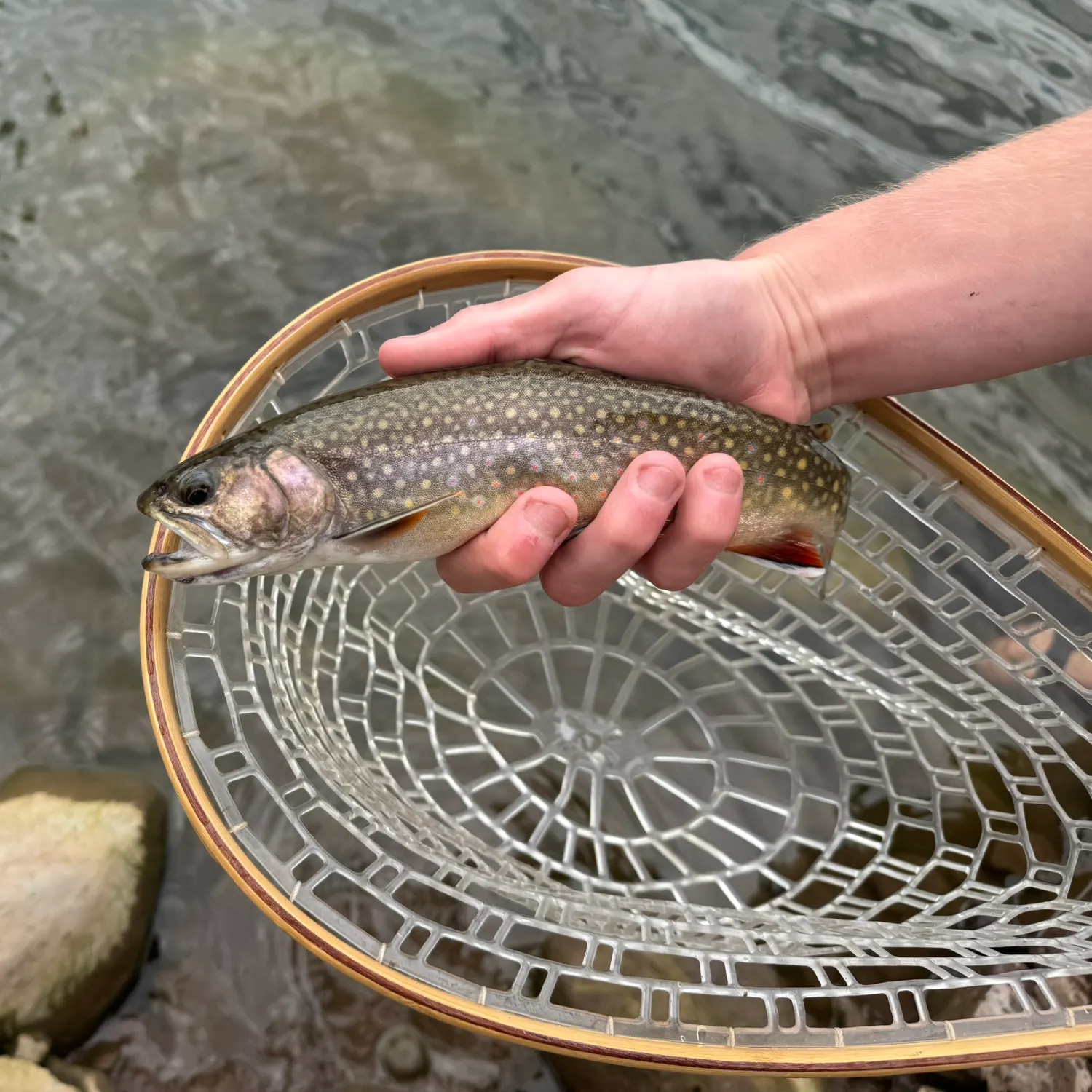 Brook trout caught on Fishbrain
