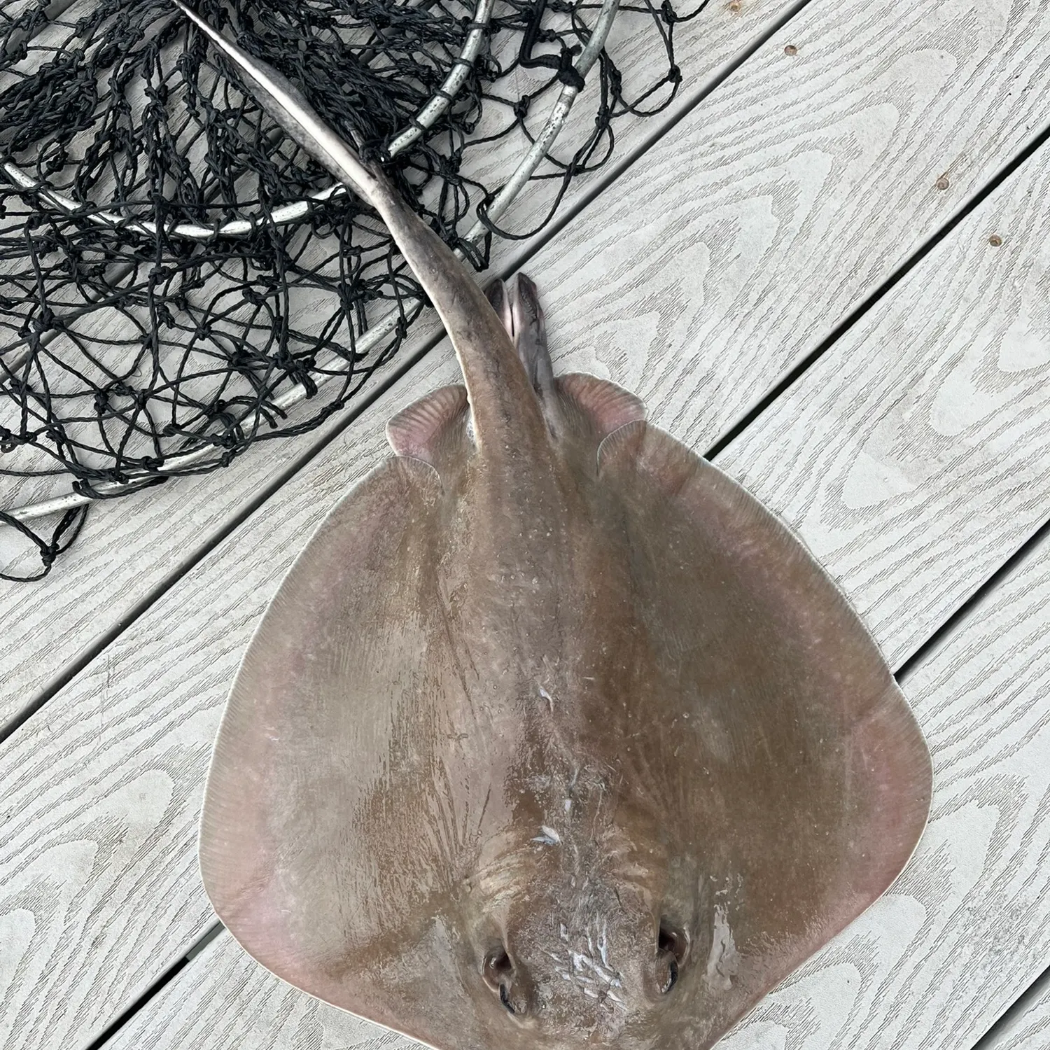 Southern stingray caught on Fishbrain