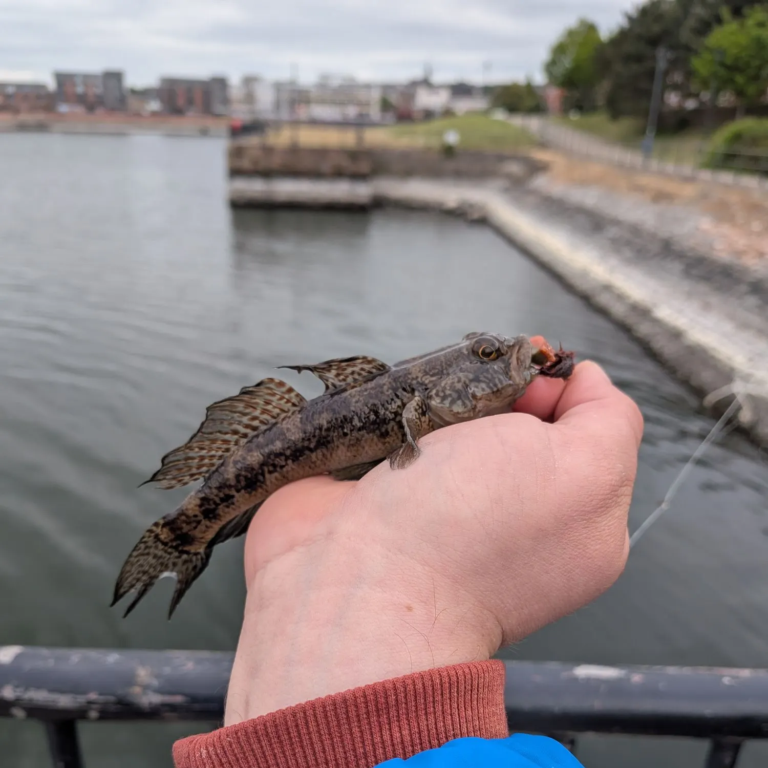 The most recent Black goby catches on Fishbrain