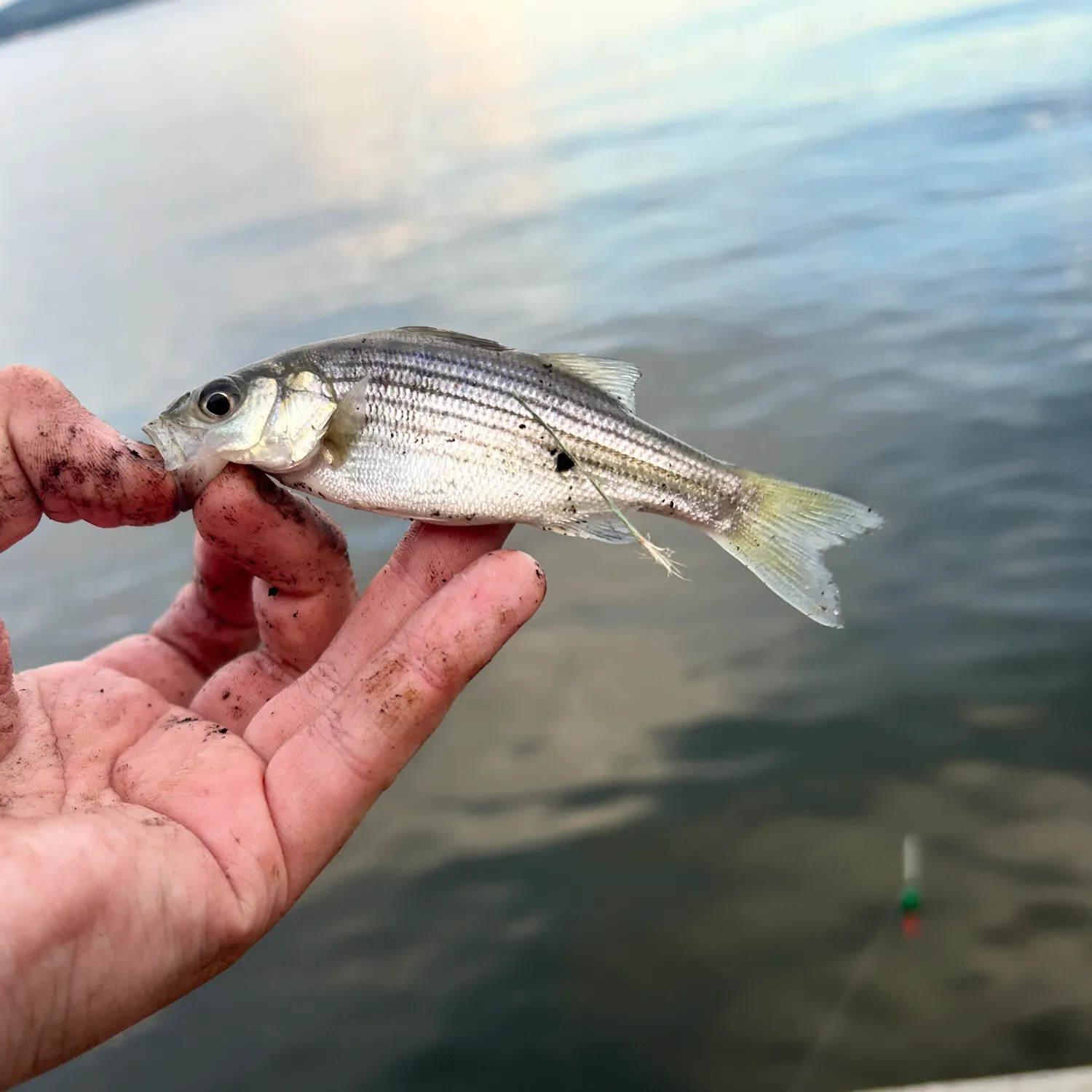 Striped bass caught on Fishbrain