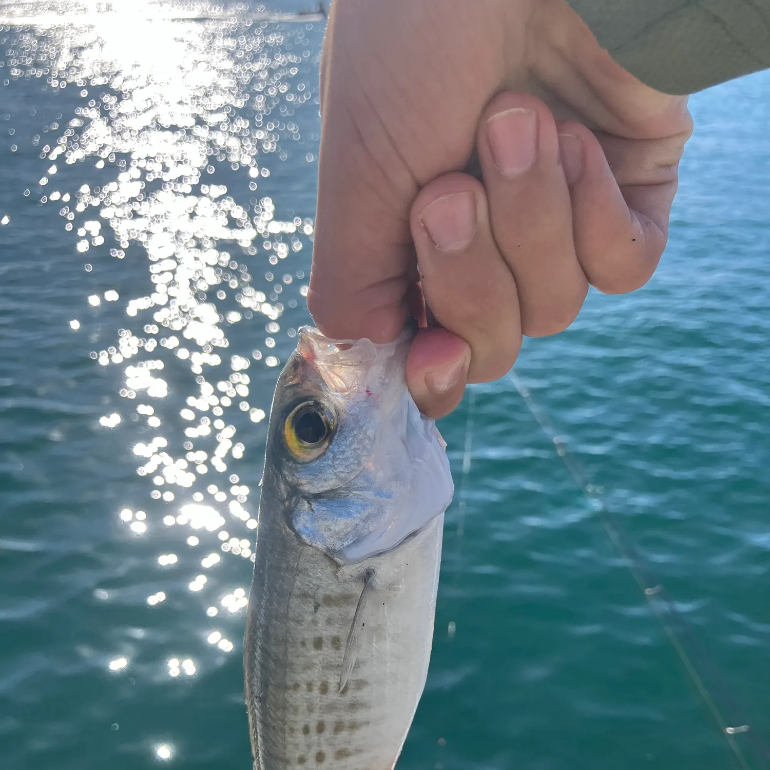 The most recent Australian ruff catches on Fishbrain