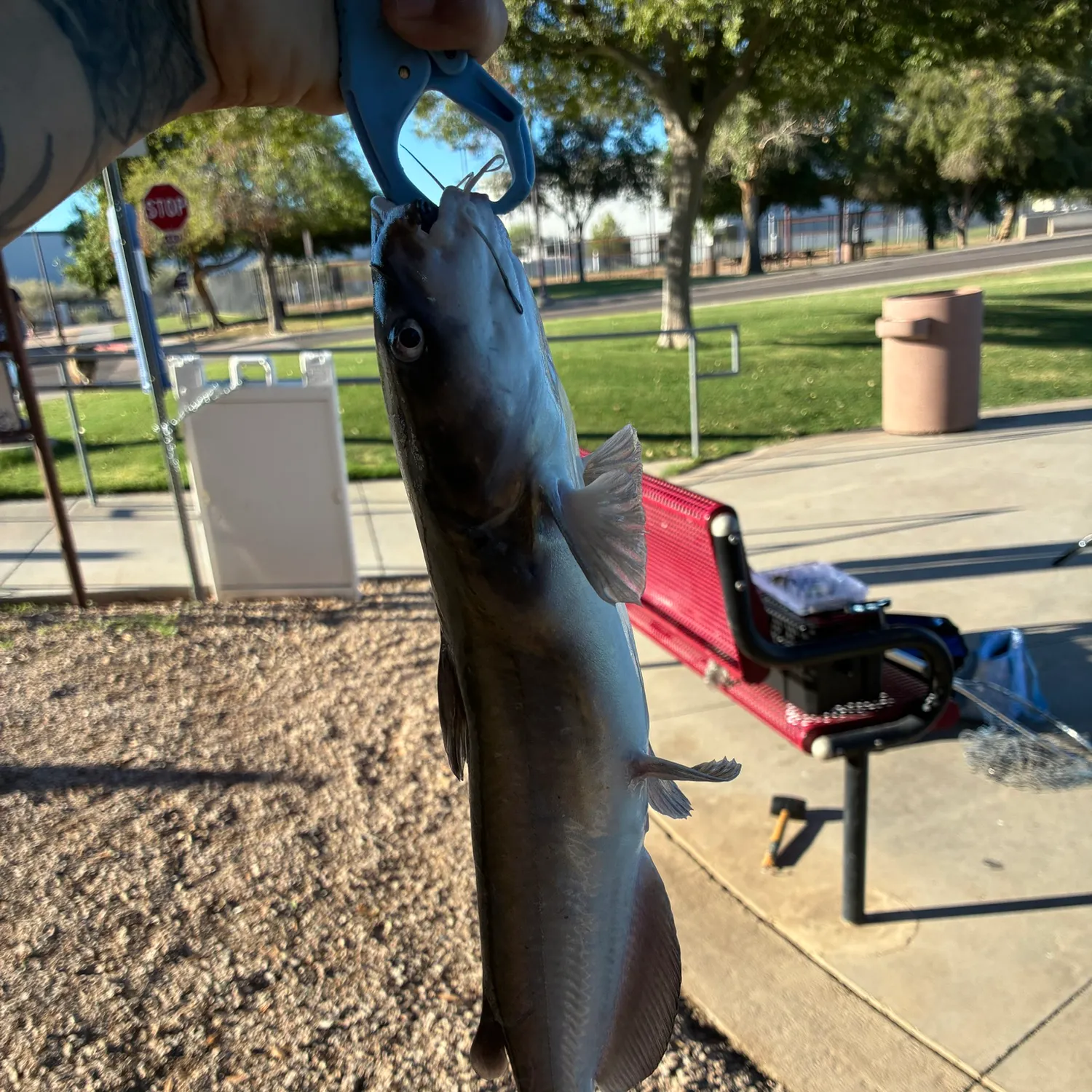 catch