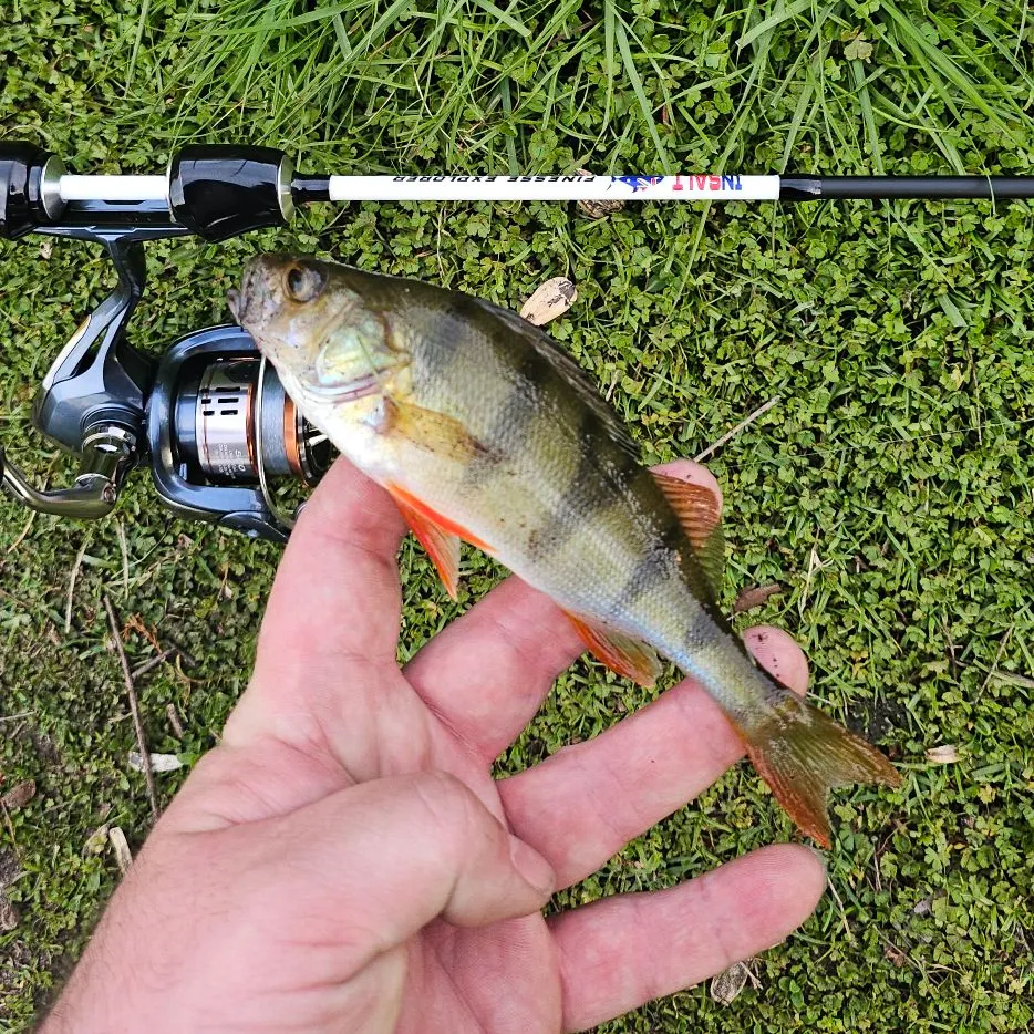European perch caught on Fishbrain