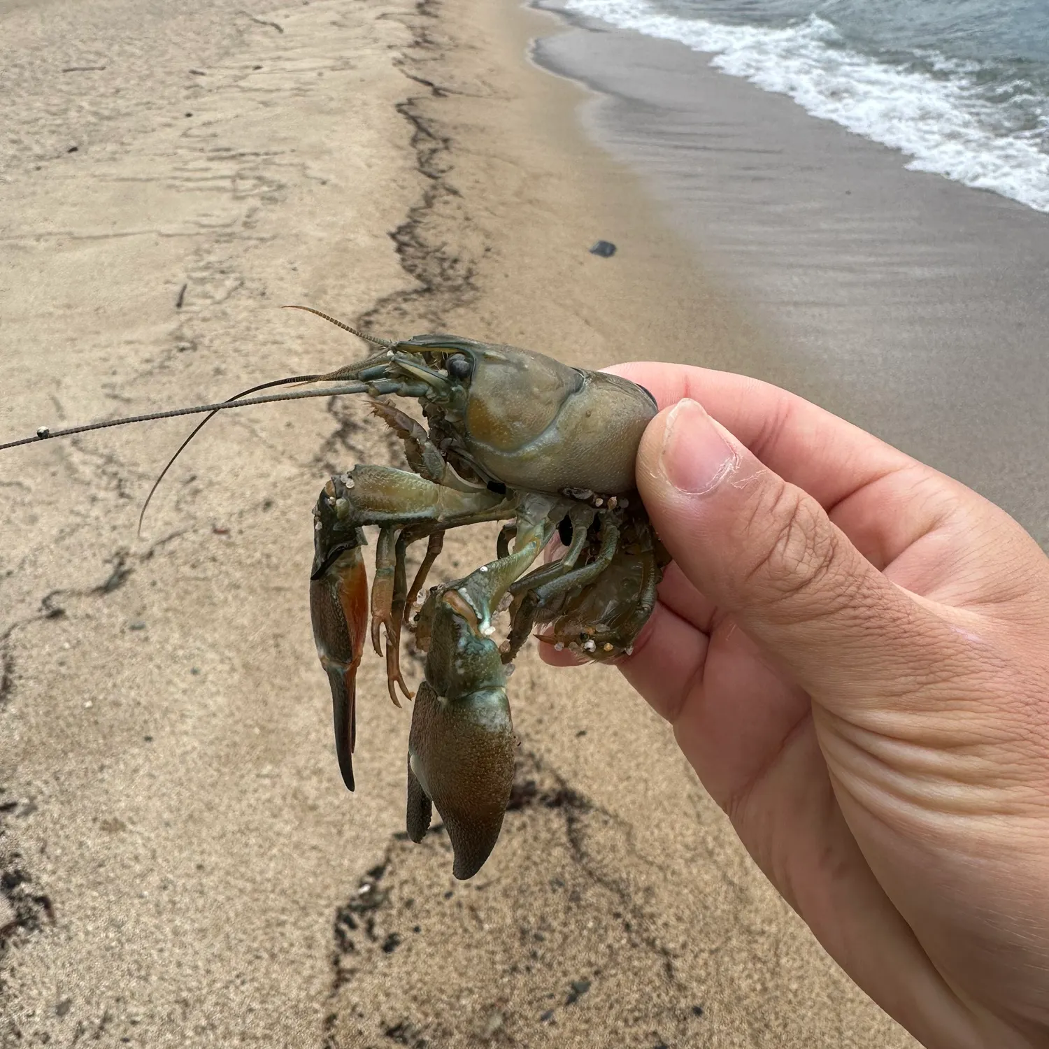 Signal crayfish caught on Fishbrain