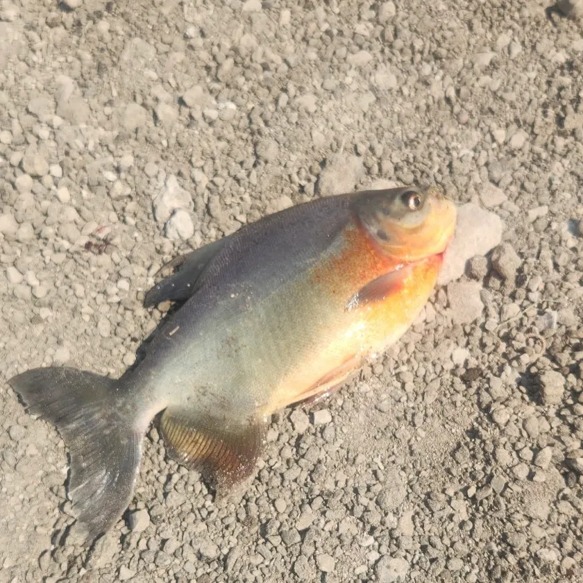 The most recent Small-scaled pacu catches on Fishbrain
