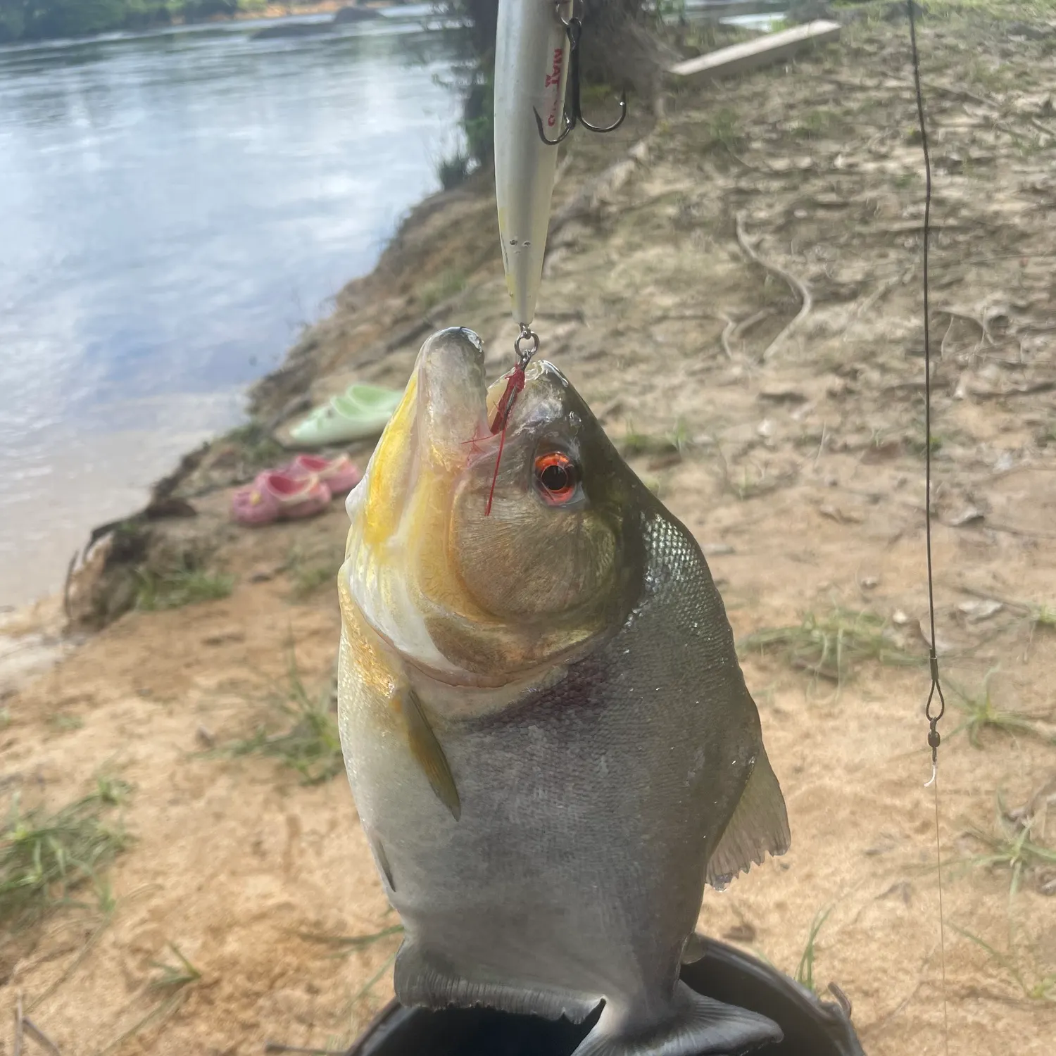 The most recent Redeye piranha catches on Fishbrain