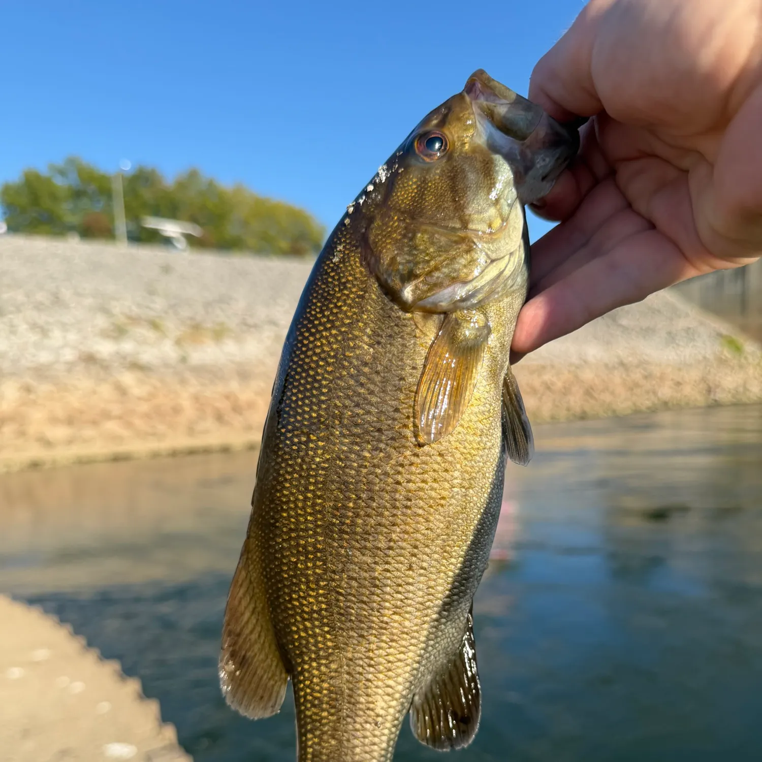 The most recent Smallmouth bass catches on Fishbrain