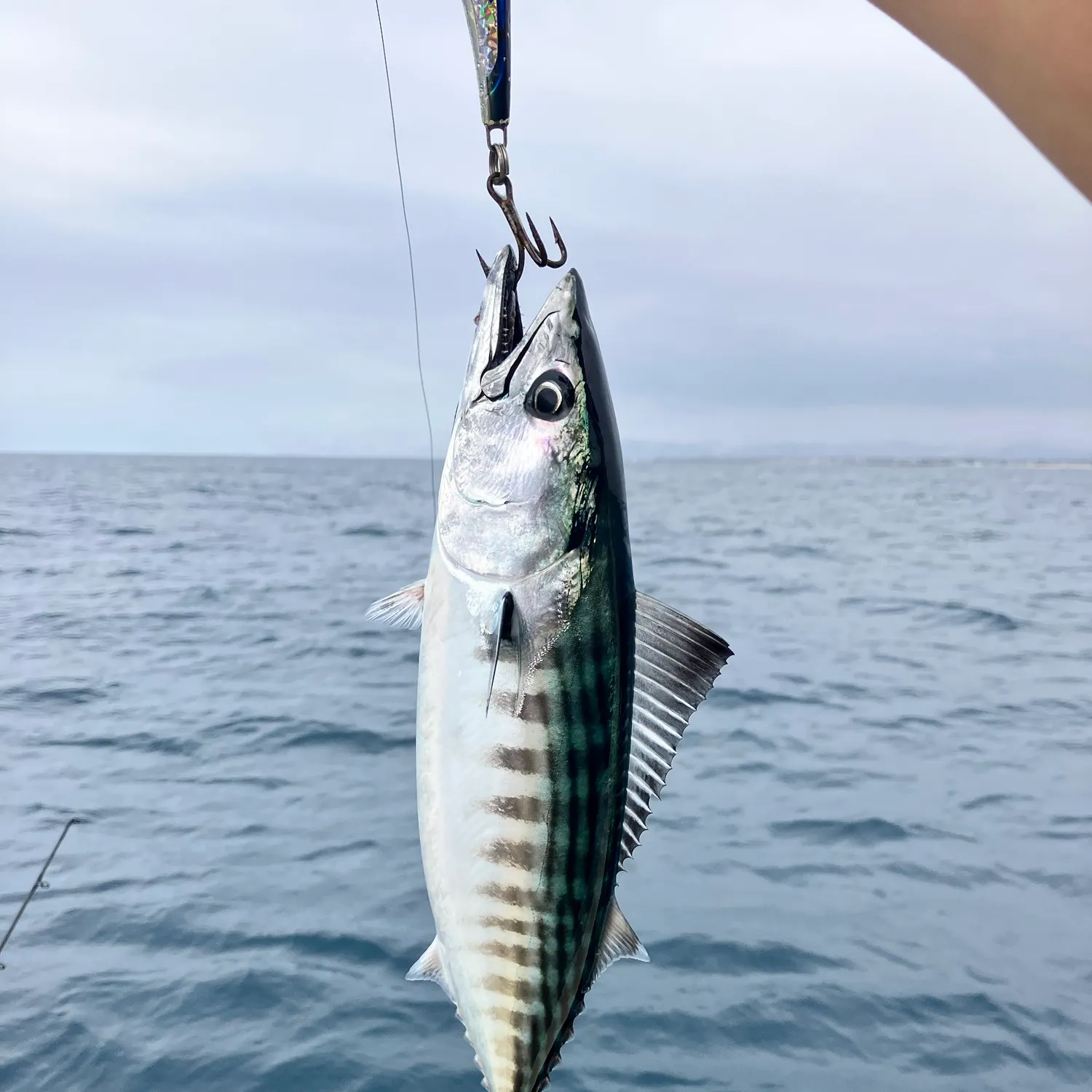 Pacific bonito caught on Fishbrain