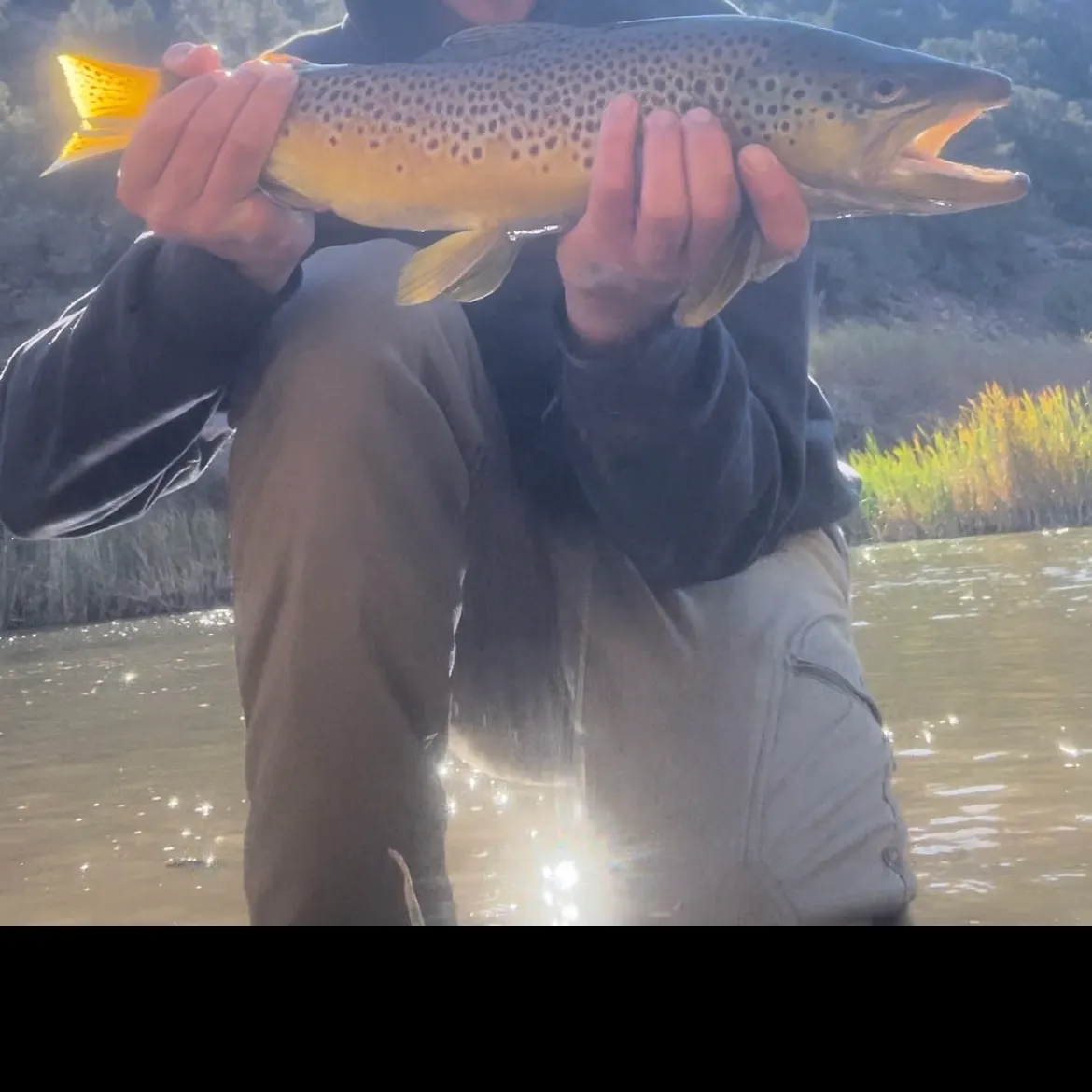 Brown trout caught on Fishbrain