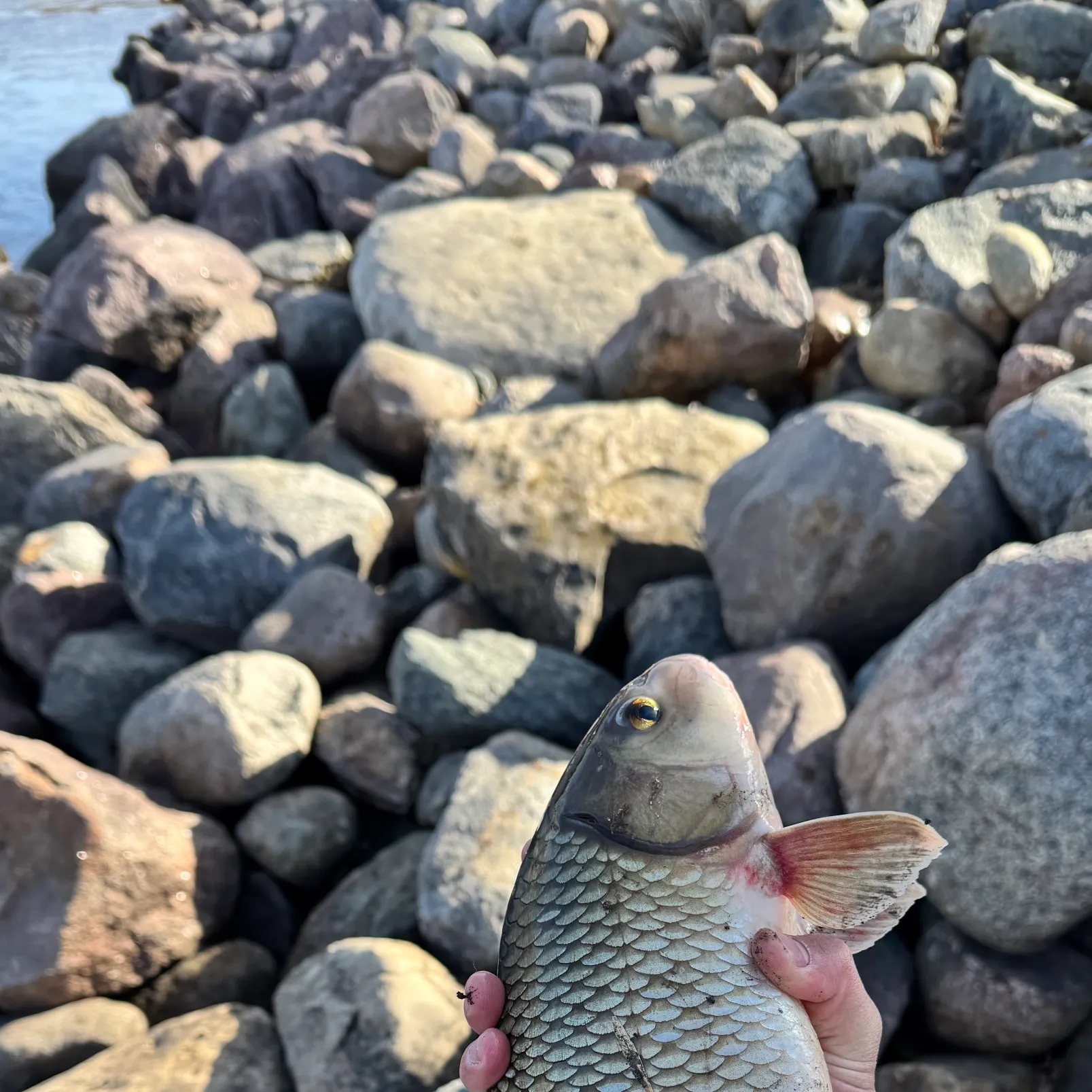 The most recent Silver redhorse catches on Fishbrain