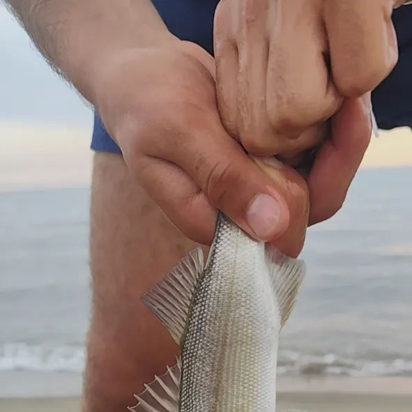 European seabass caught on Fishbrain