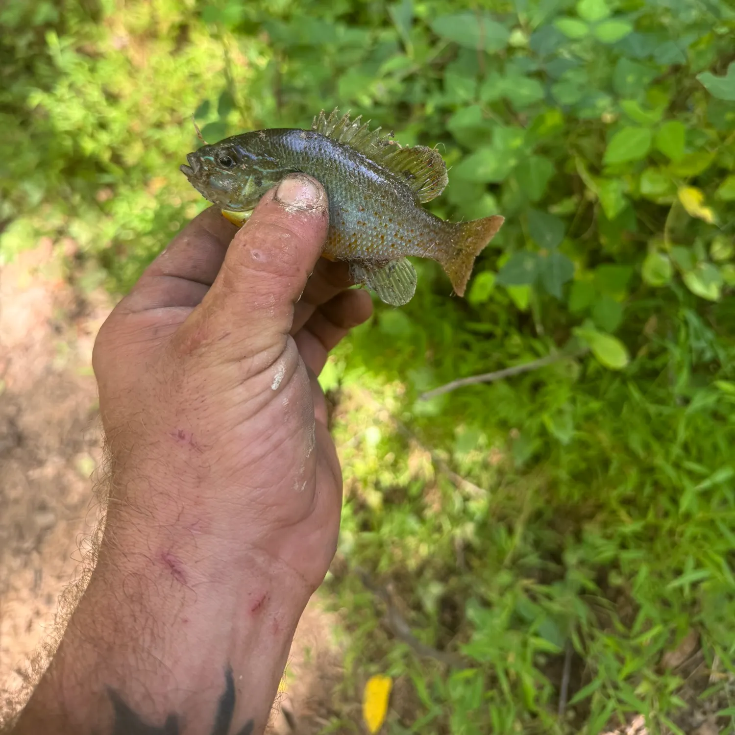 Redbreast sunfish caught on Fishbrain
